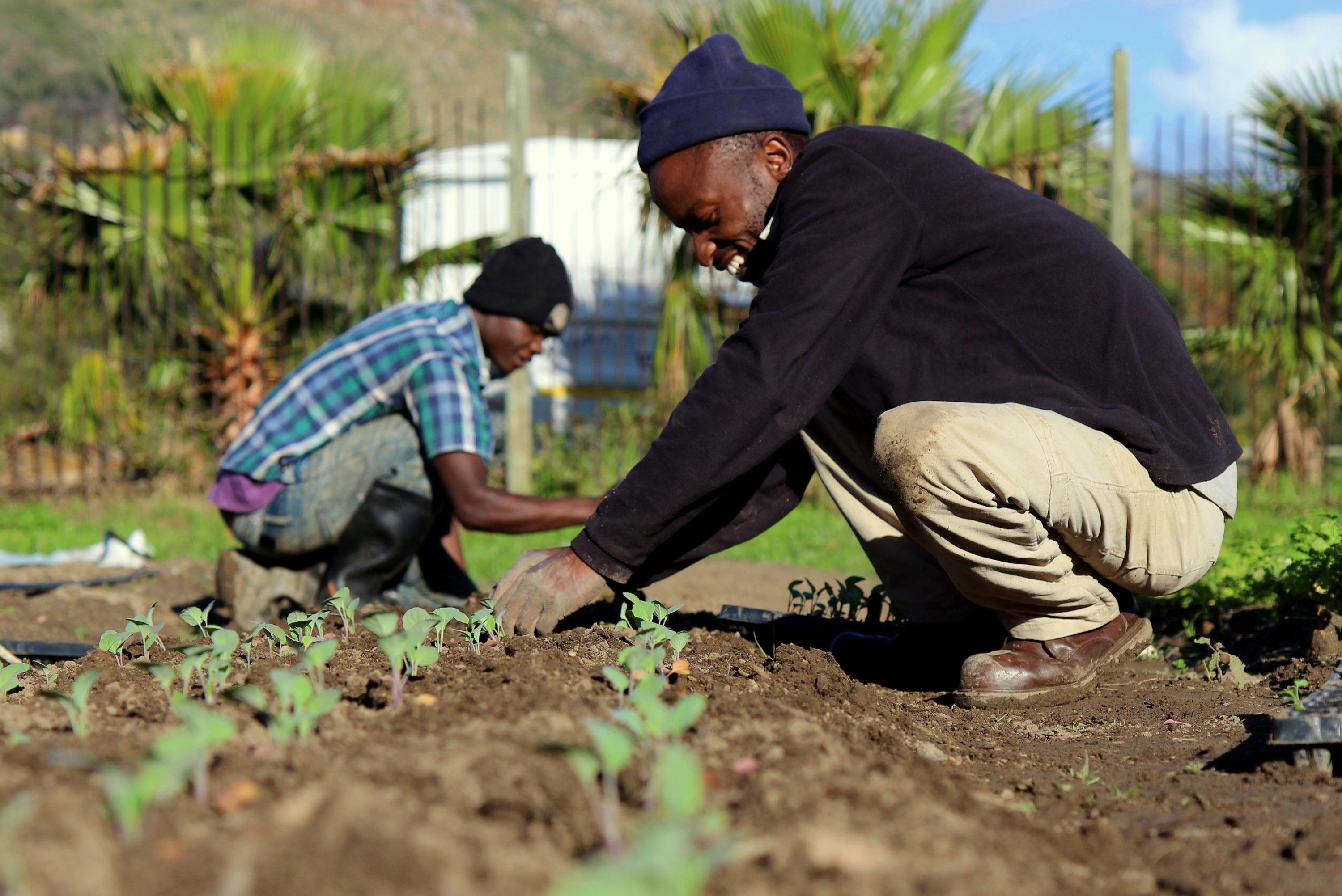 The Making of a Turnip on our Small Scale Farm