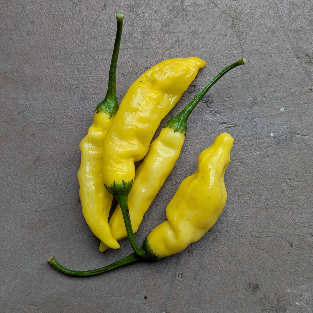 Aji Limon (25g)