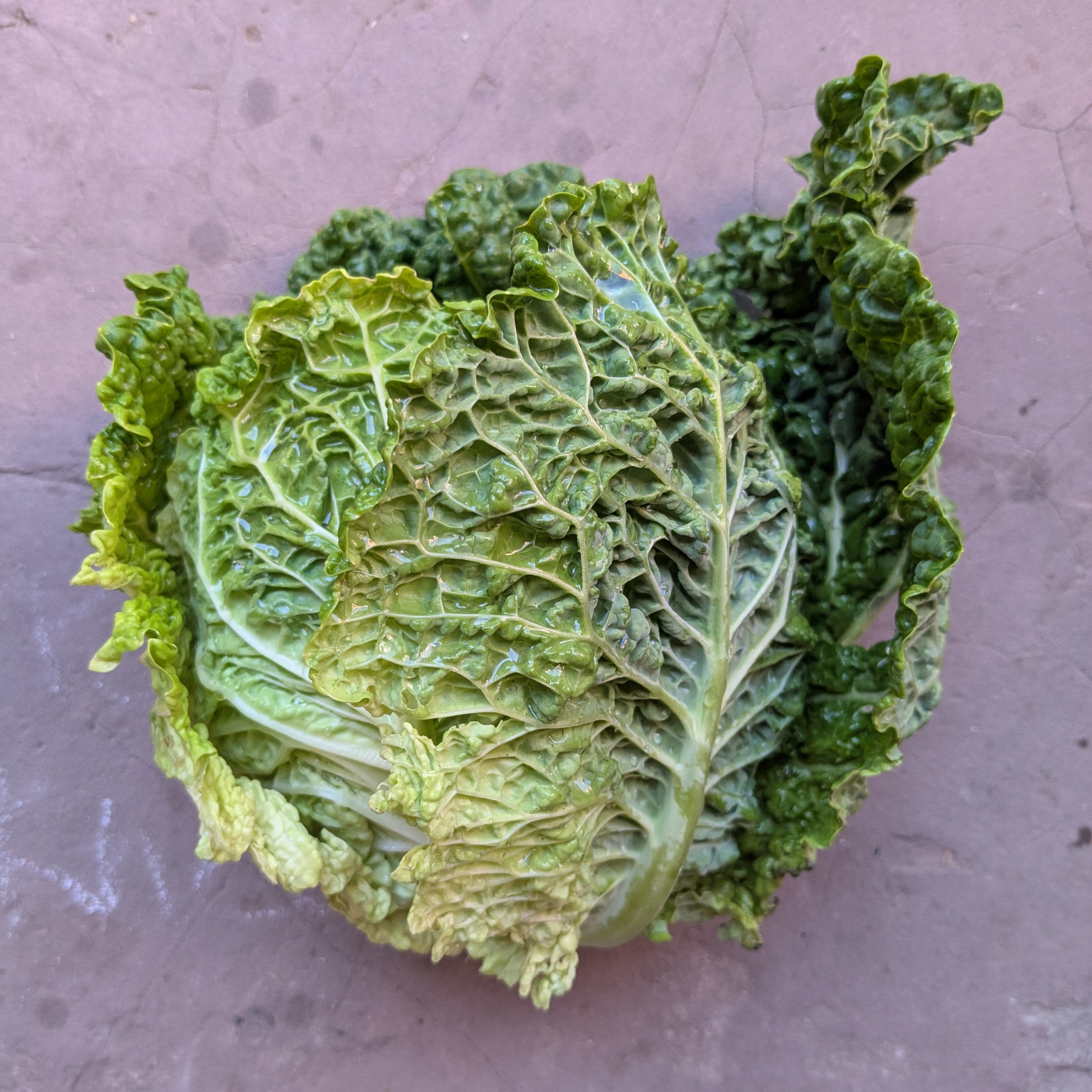 Alcosa savoy cabbage (1 pc)