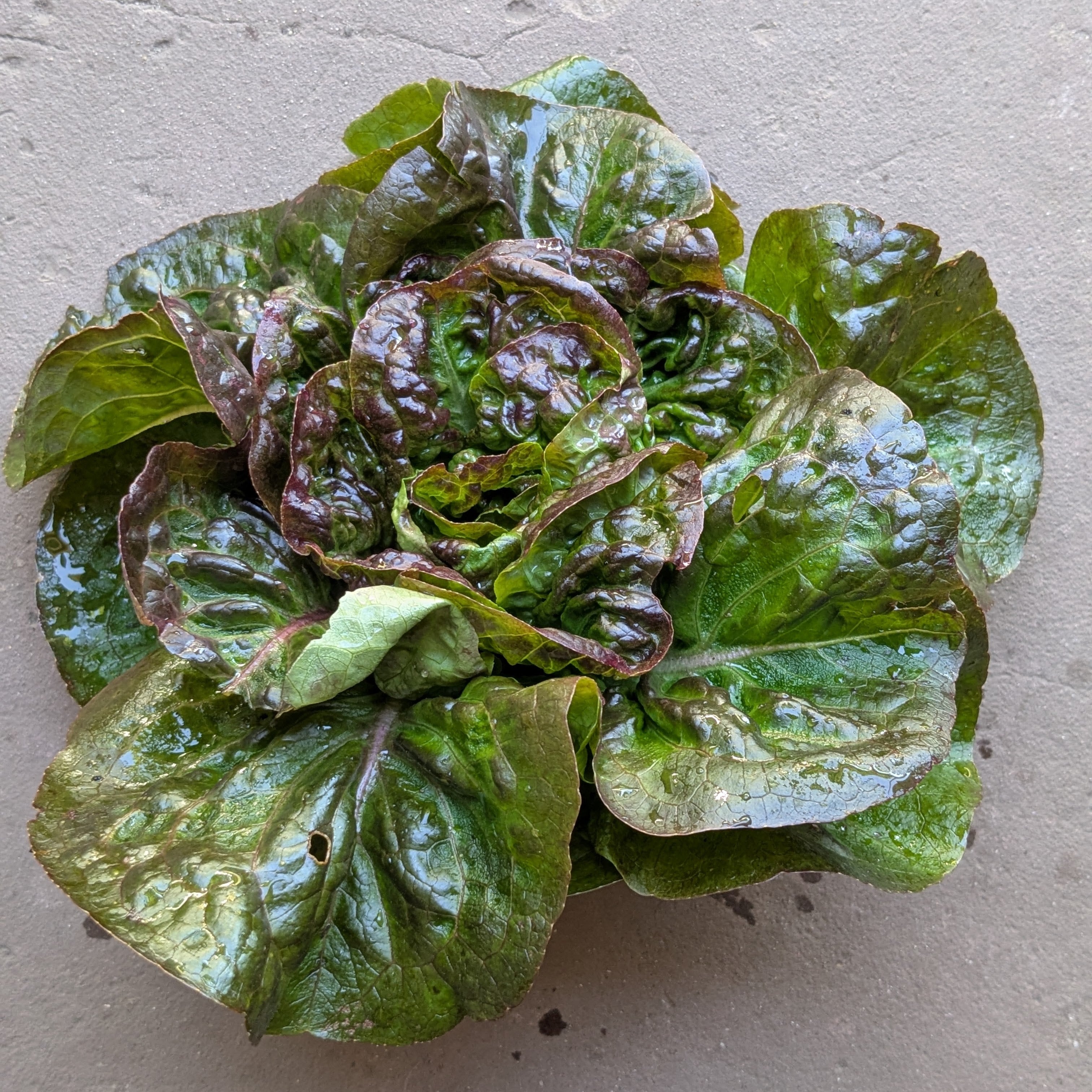 Cegolaine lettuce (1pc)