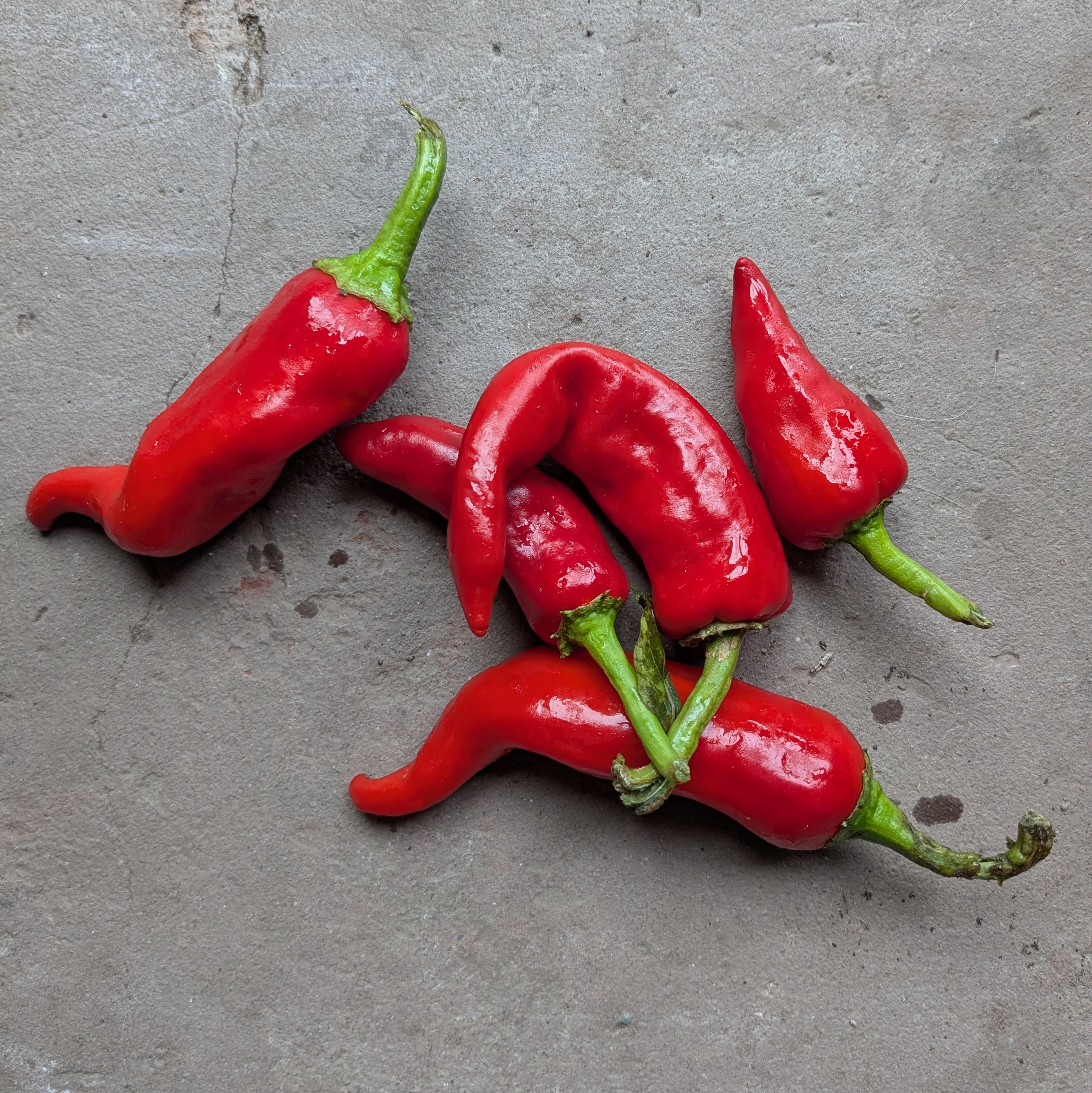 Chimayo pepper (50g)