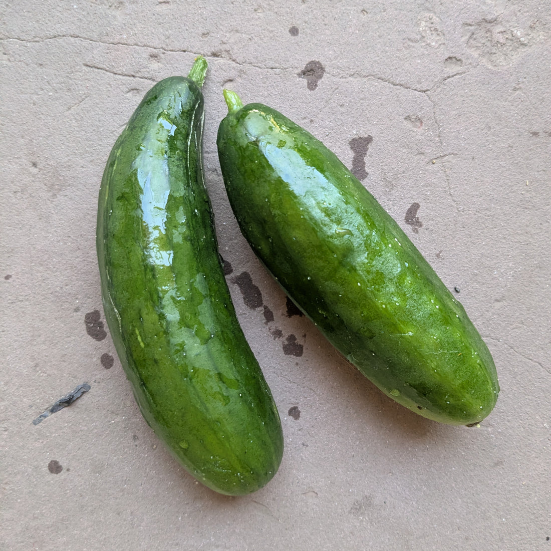 Diva Cucumber (2 pc)