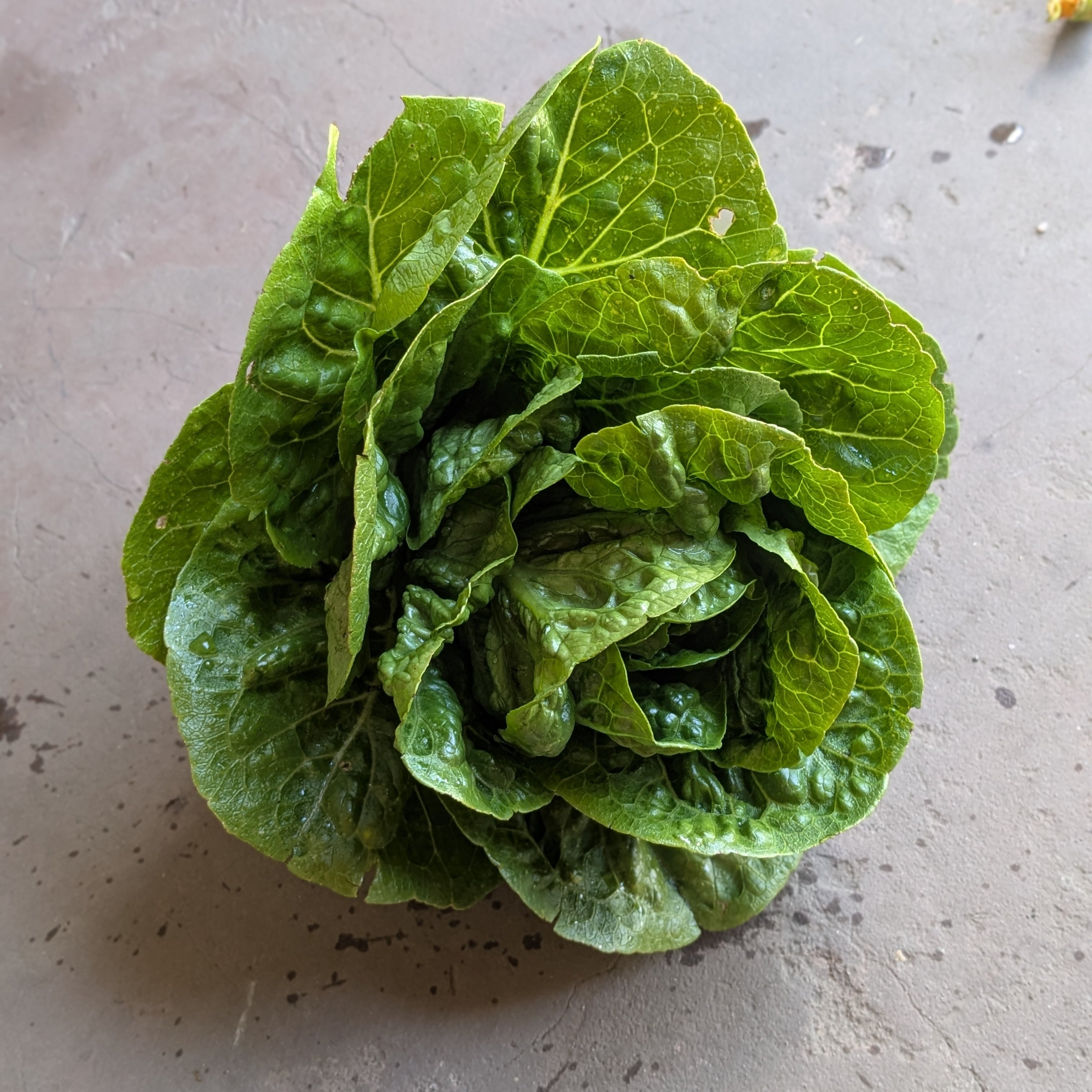 Dragoon lettuce (1pc)