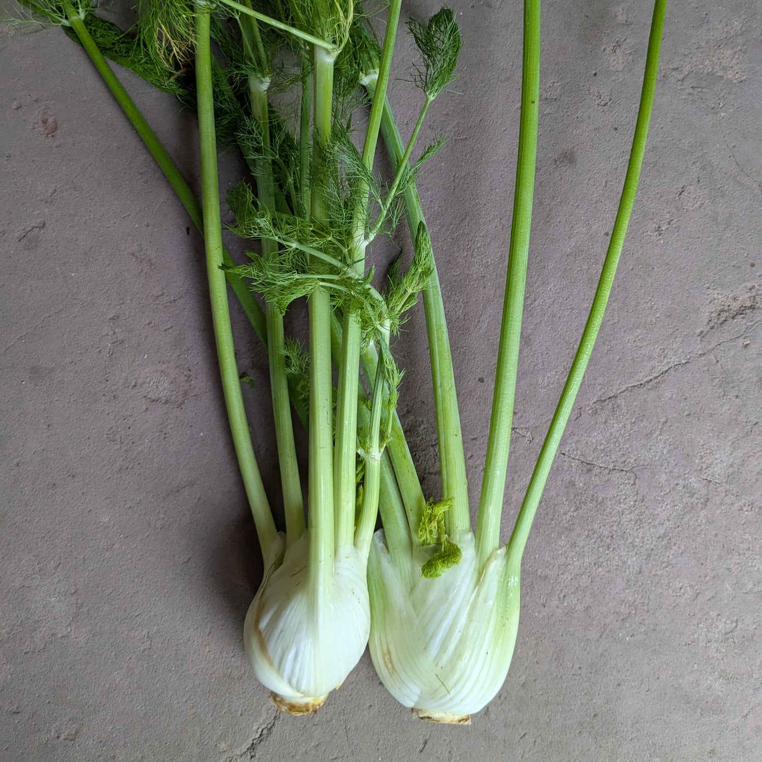 Orazio fennel (500g)