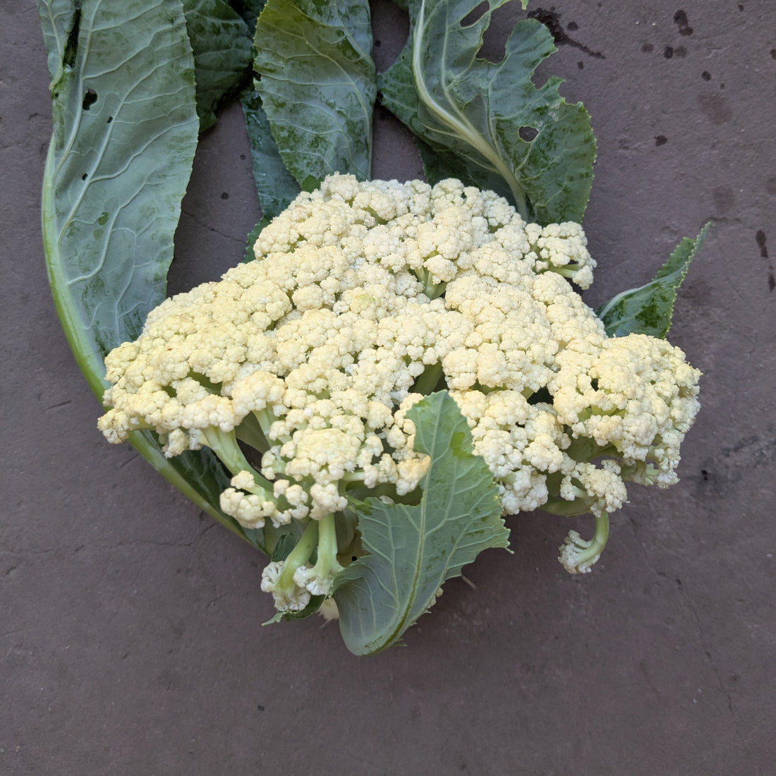 Fioretto 70 sprouting cauliflower (500g)