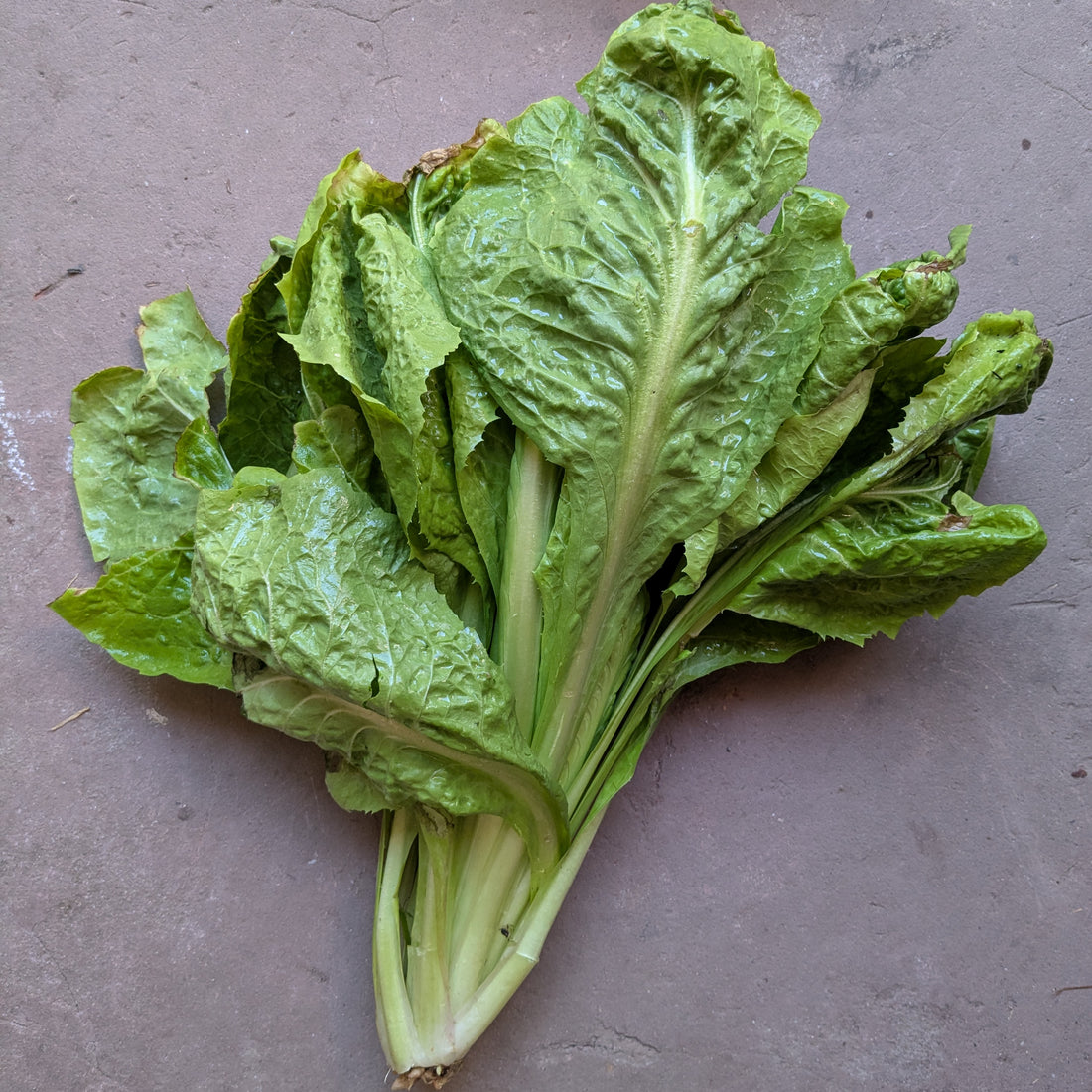 Mixed Italian radicchio (1 PC)