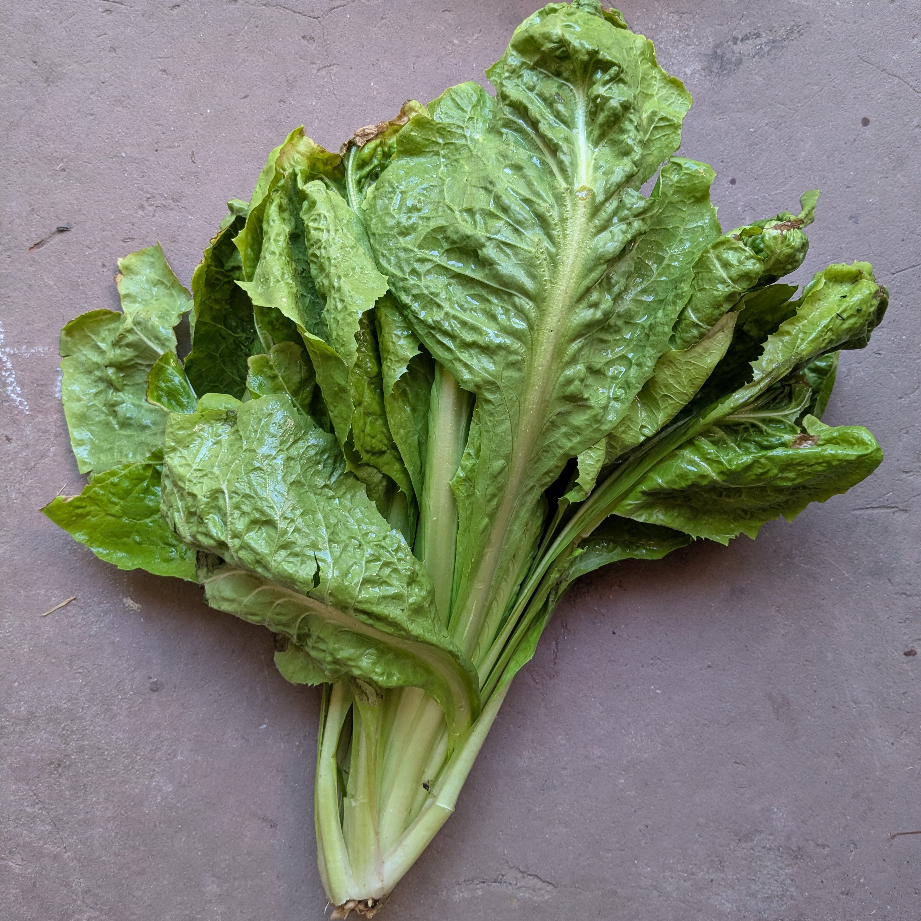 Mixed Italian radicchio (1 PC)