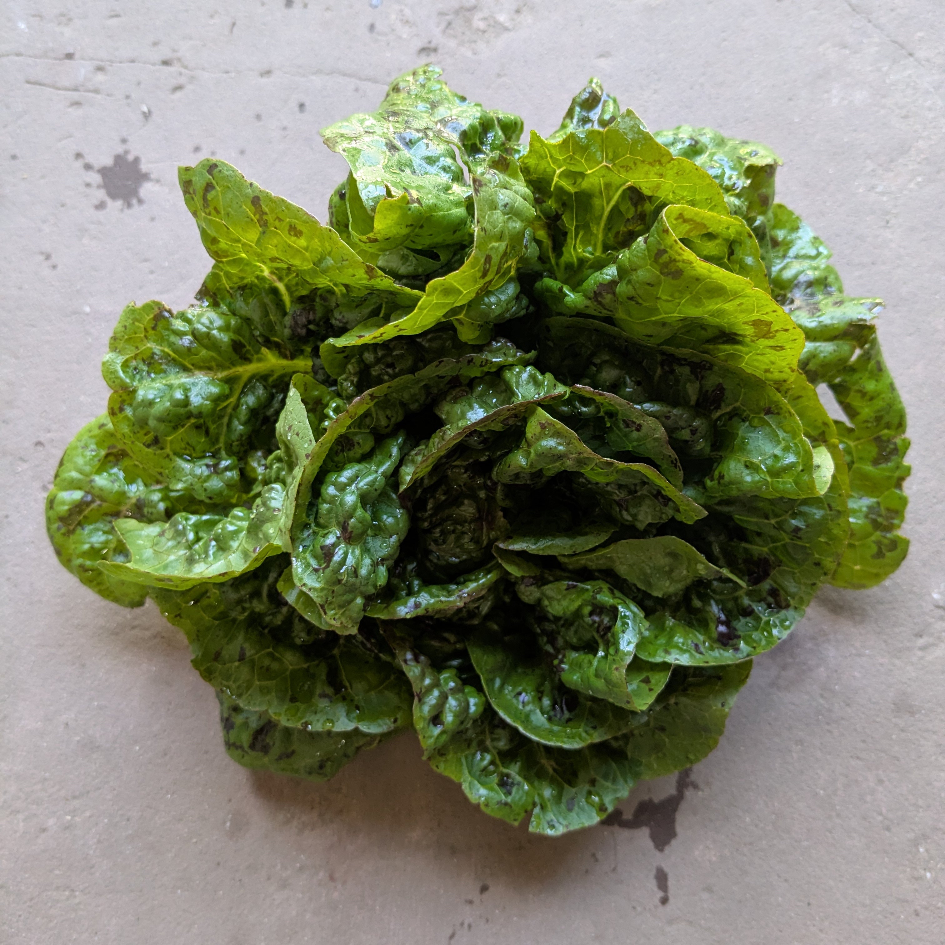 Kolibri lettuce (1pc)