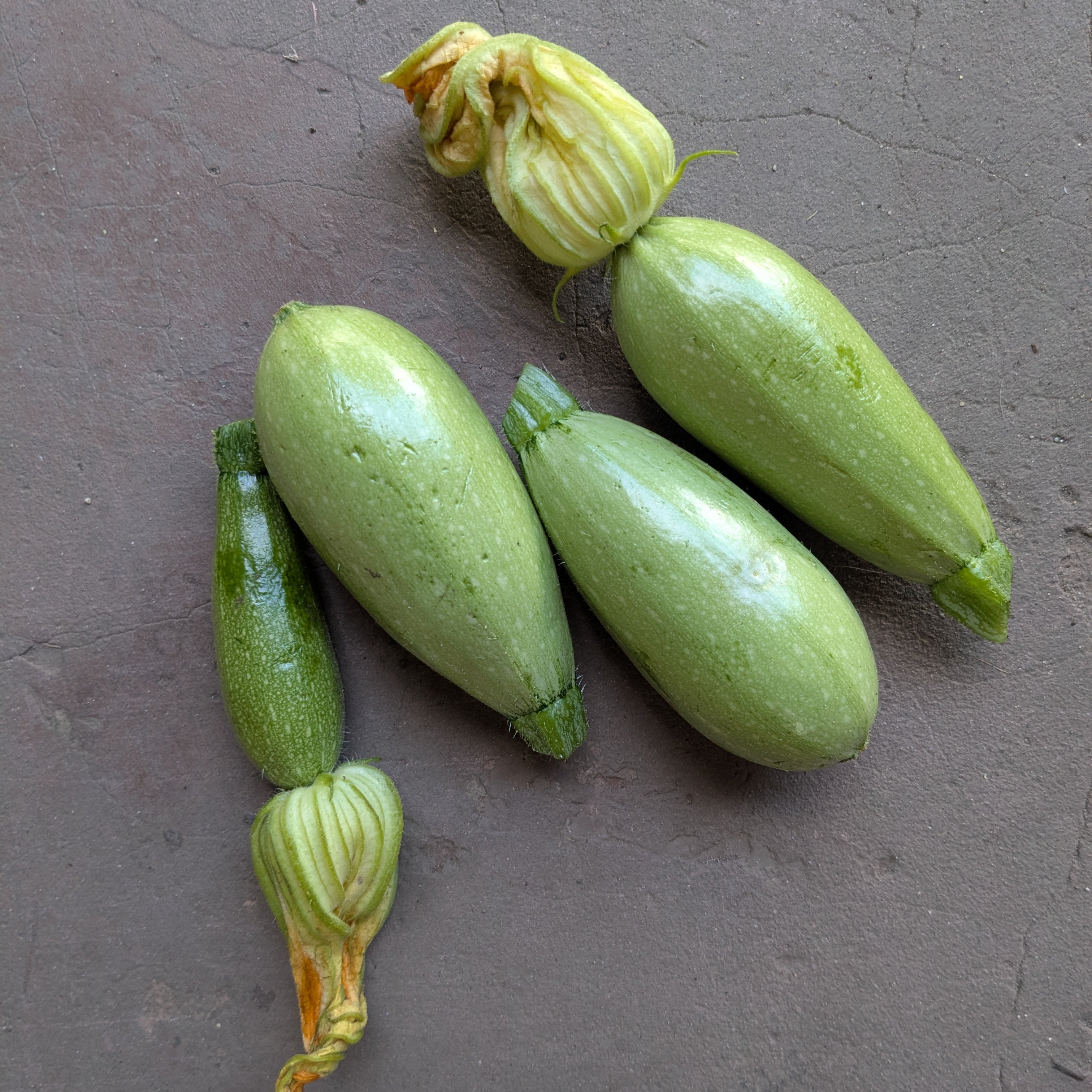 Magda summer squash (400g)