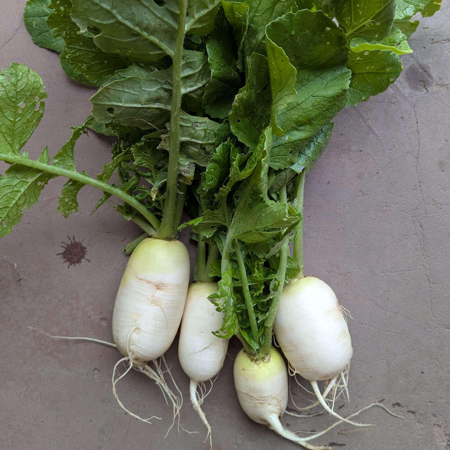 Mini Mak daikon (500g)