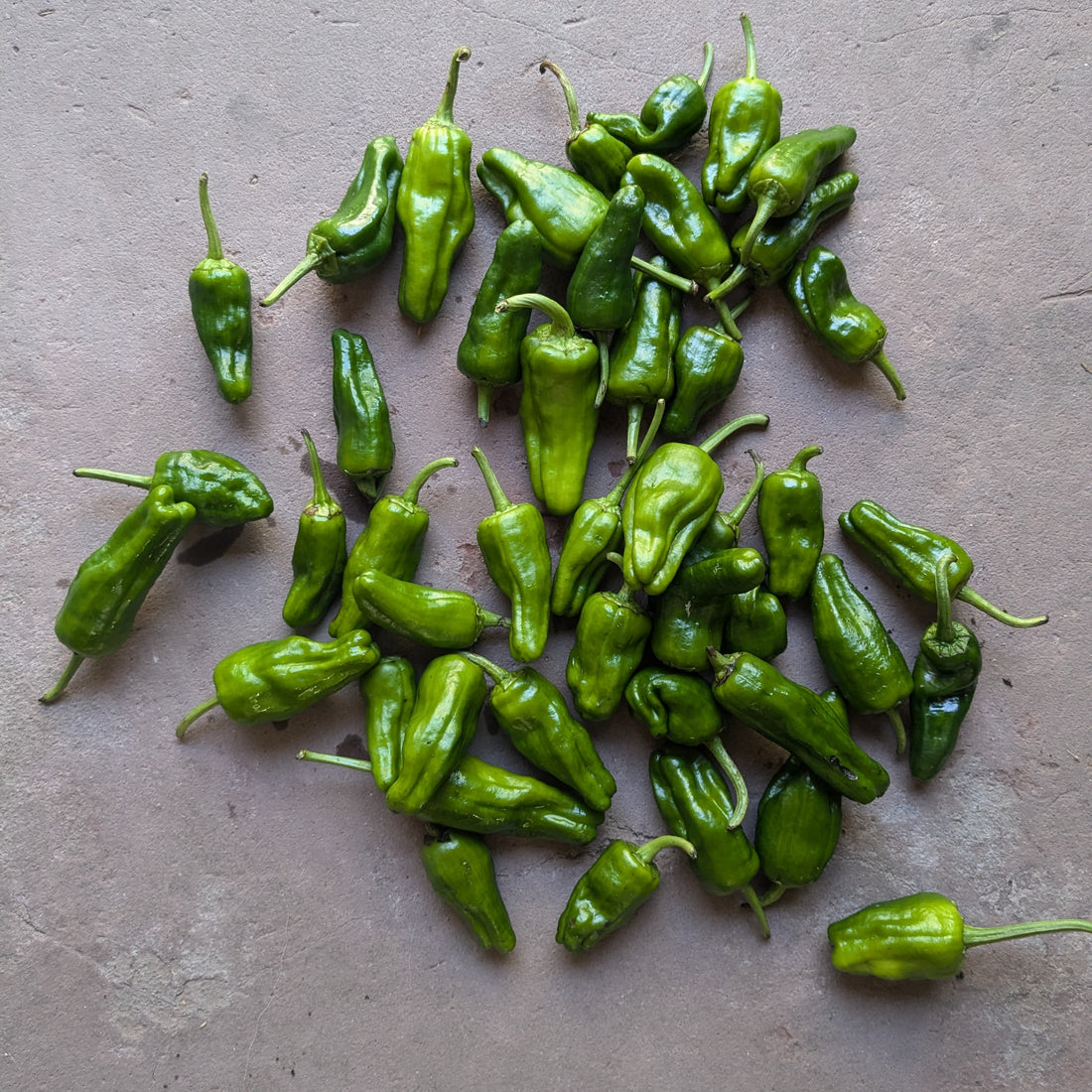 Padron peppers 150g