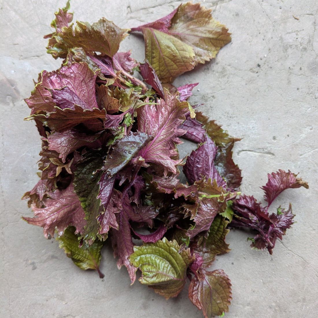 Red Shiso (50g)