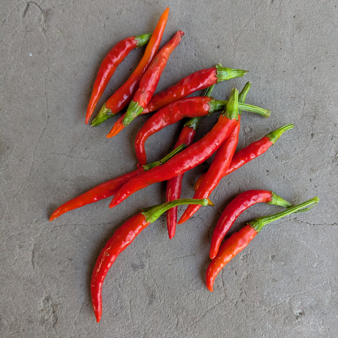 Santaka chilies (25g)