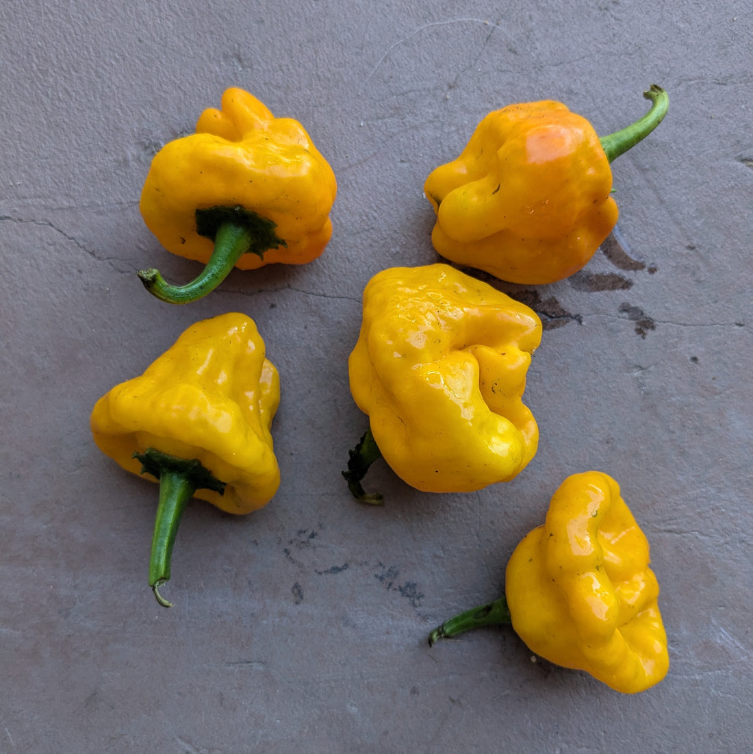 Scotch Bonnet chilies (50g)