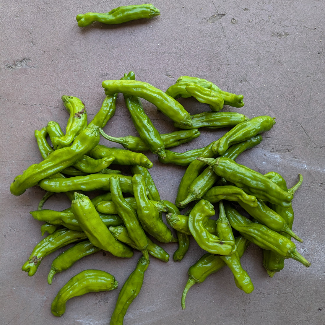 Shishito pepper 150g