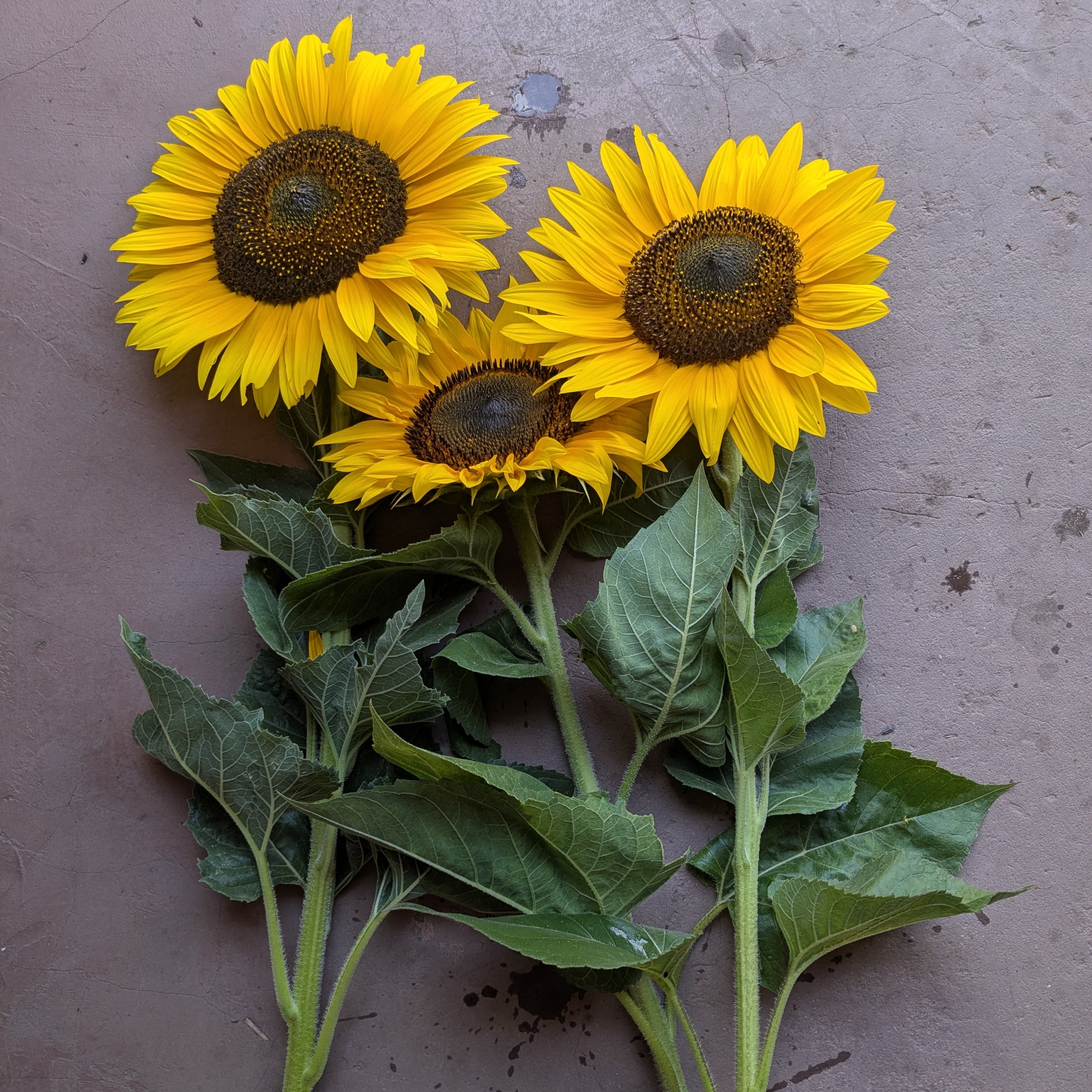 Sunflowers 3pc