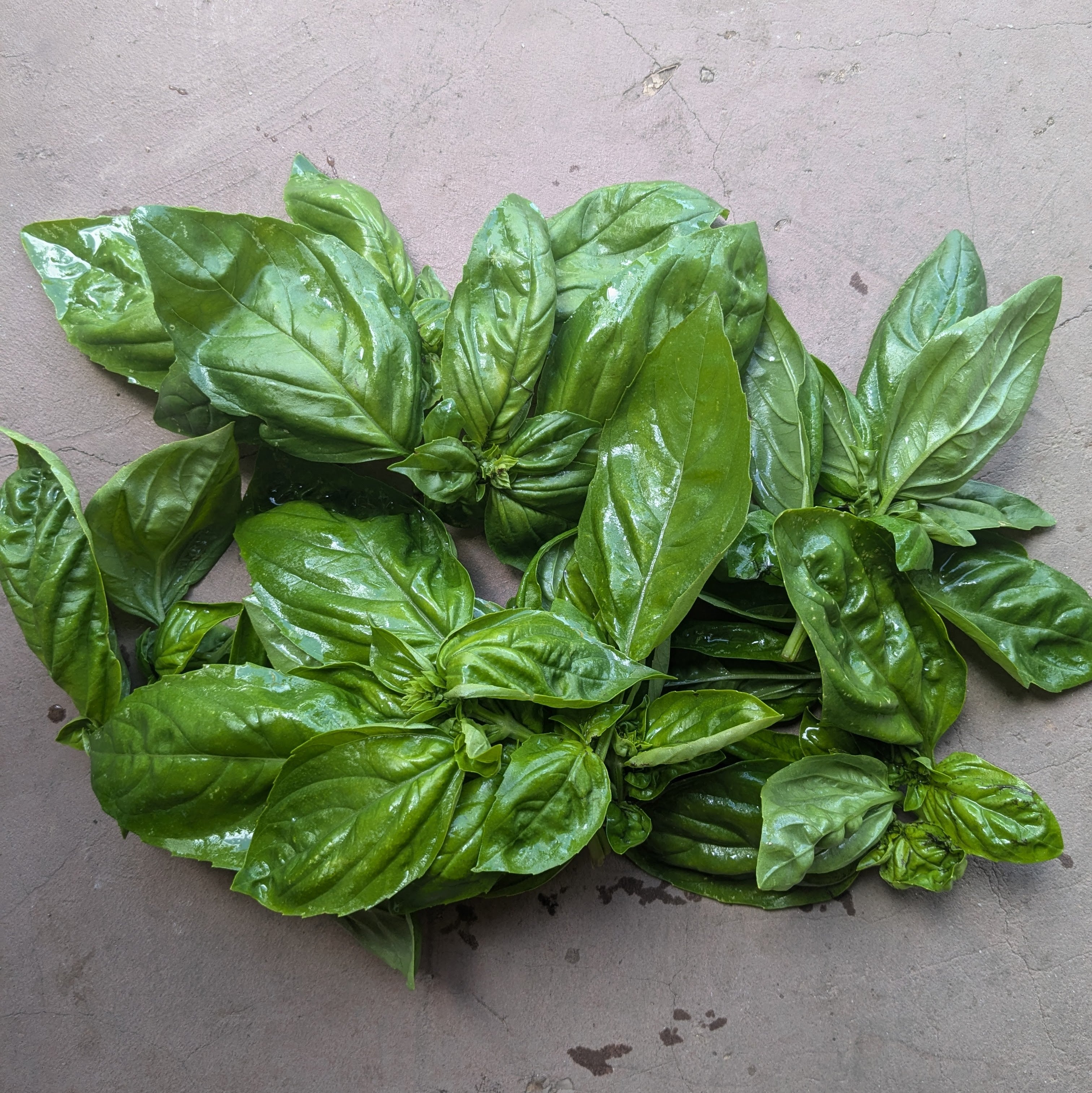 Superbo genovese basil 50g