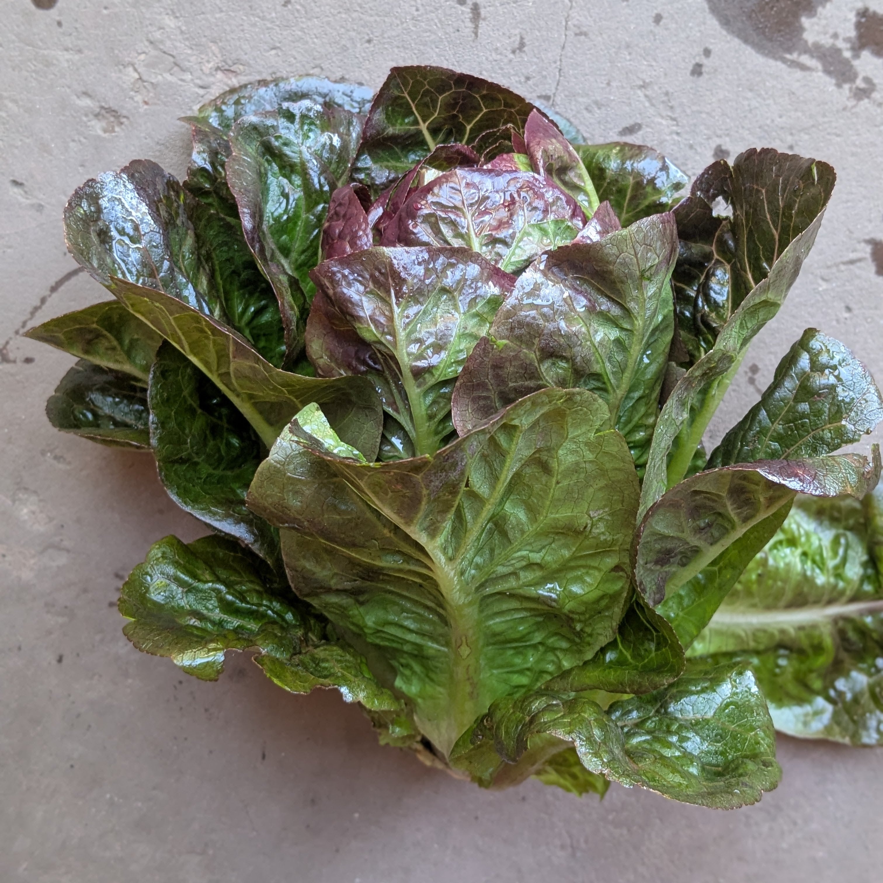 Truchas lettuce (1pc)