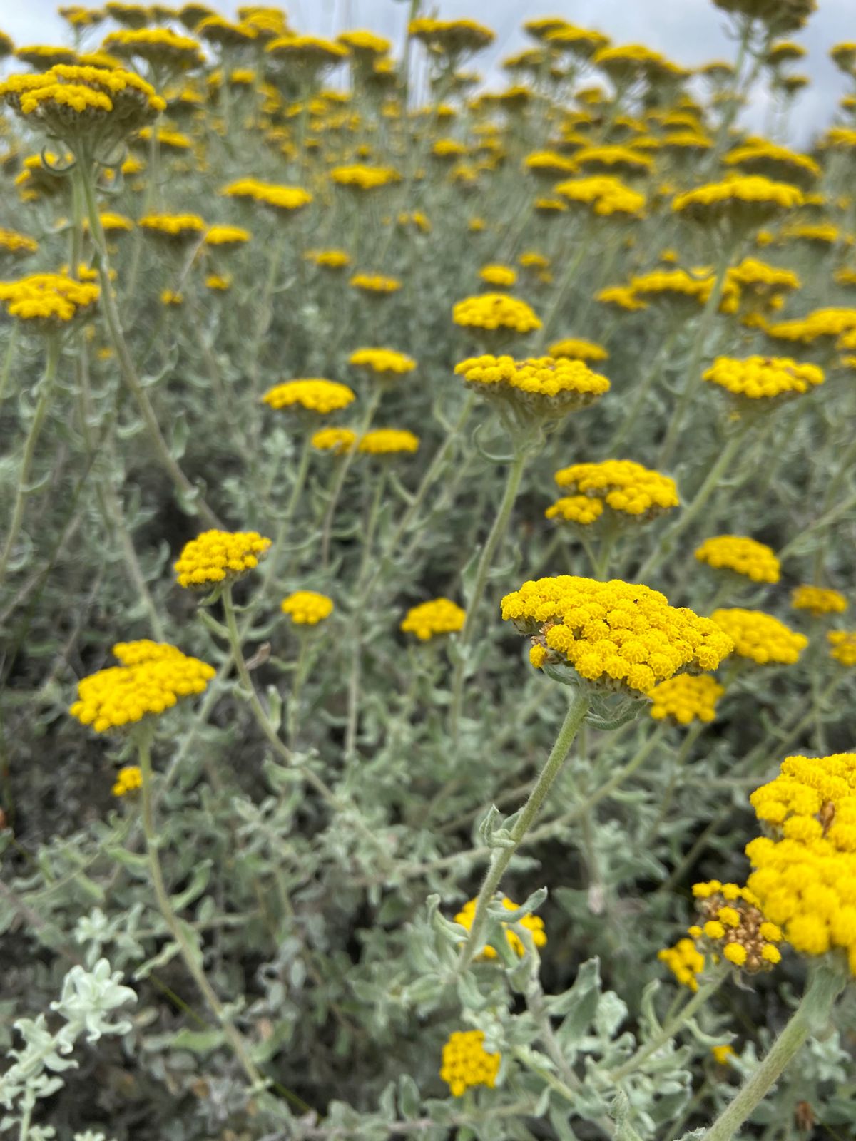 Open Day Natural Dye Workshop | 31 January | 10:15-11:45am