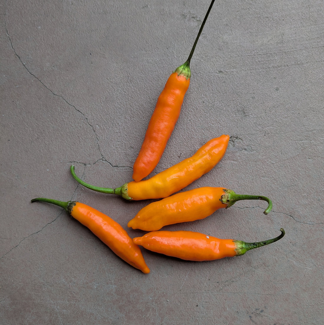 Aji Amarillo (25g)