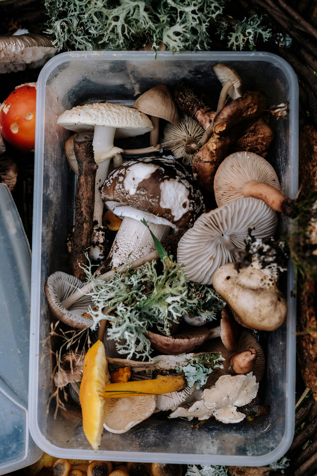 Forage & Feast: Wild Mushroom Workshop at Meuse Farm | Saturday 20 June | 8am - 2pm