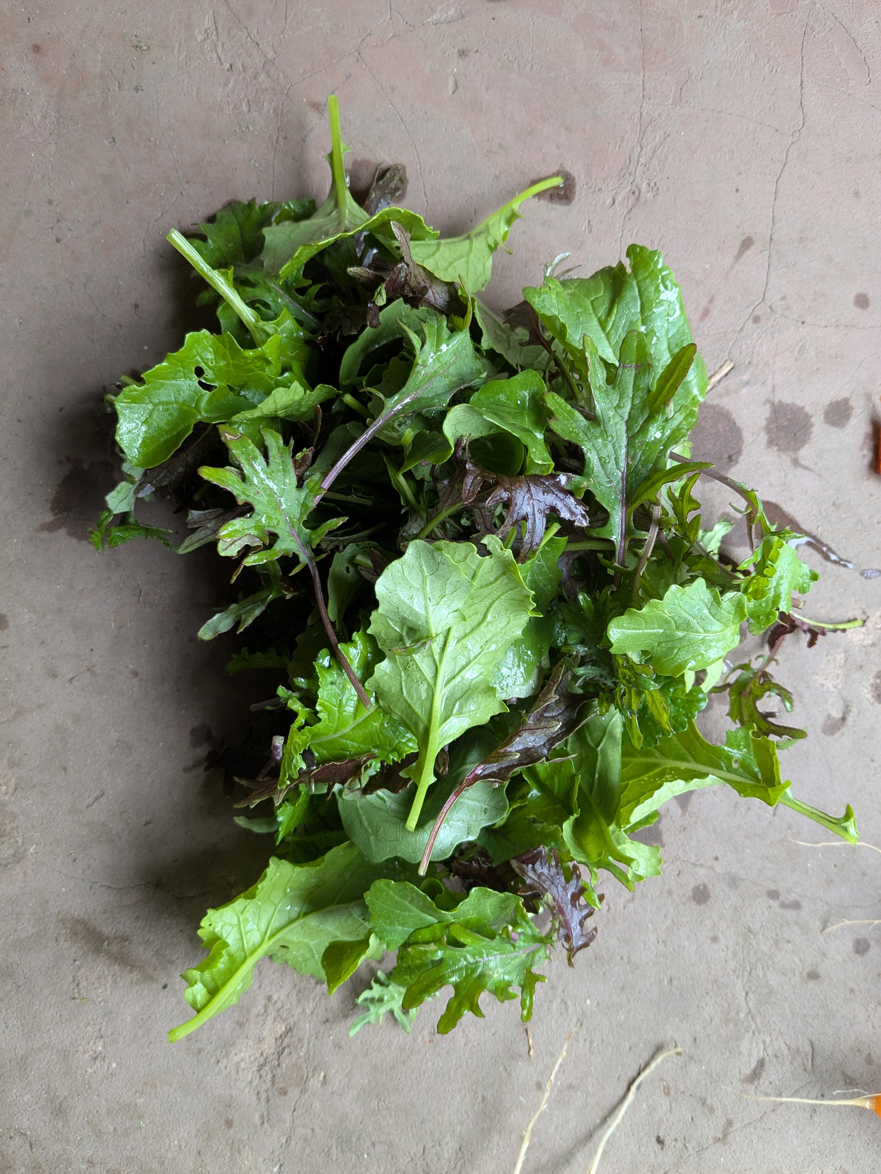 Kalebrations Baby Kale mix- 100g