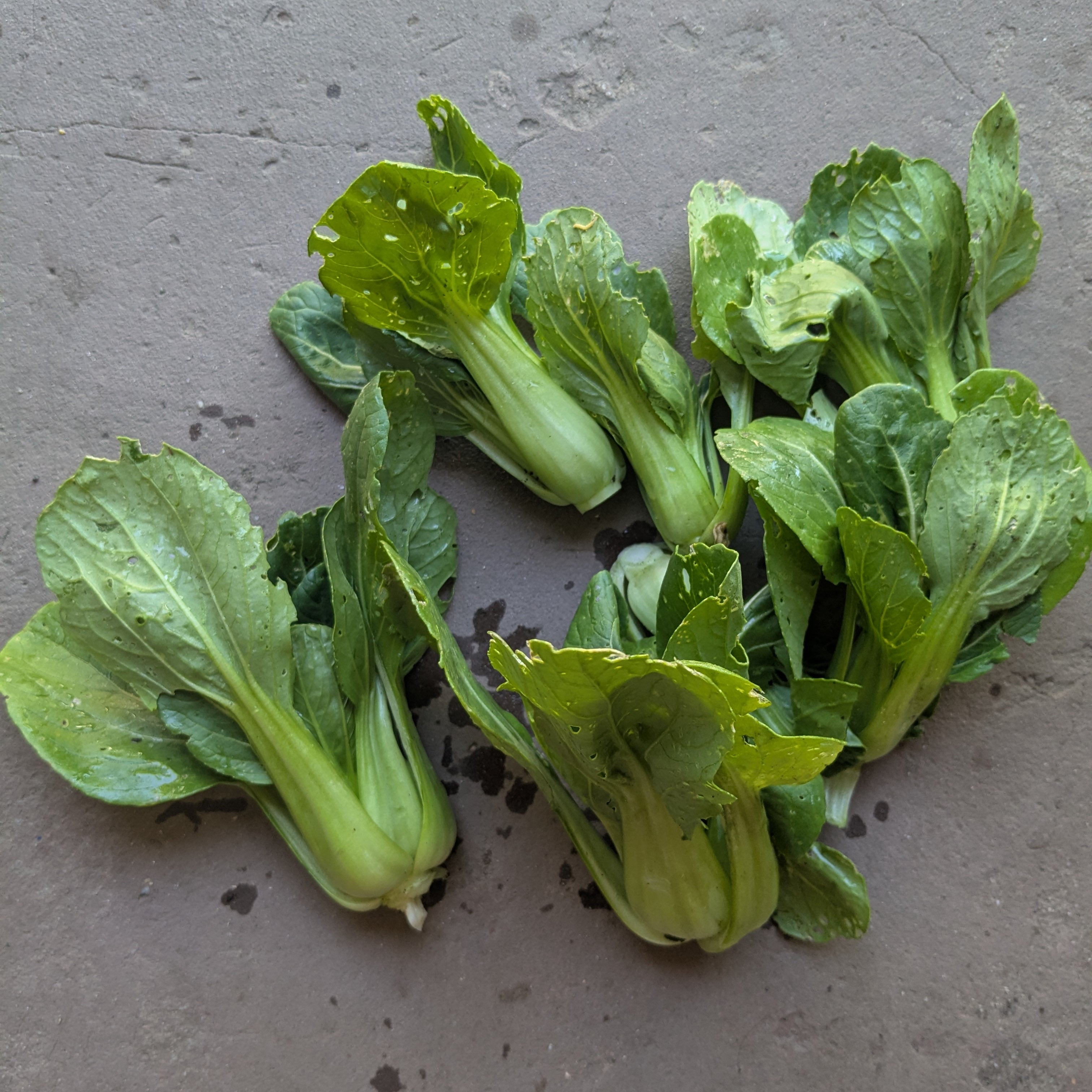 Little Shanghai pak choy 200g