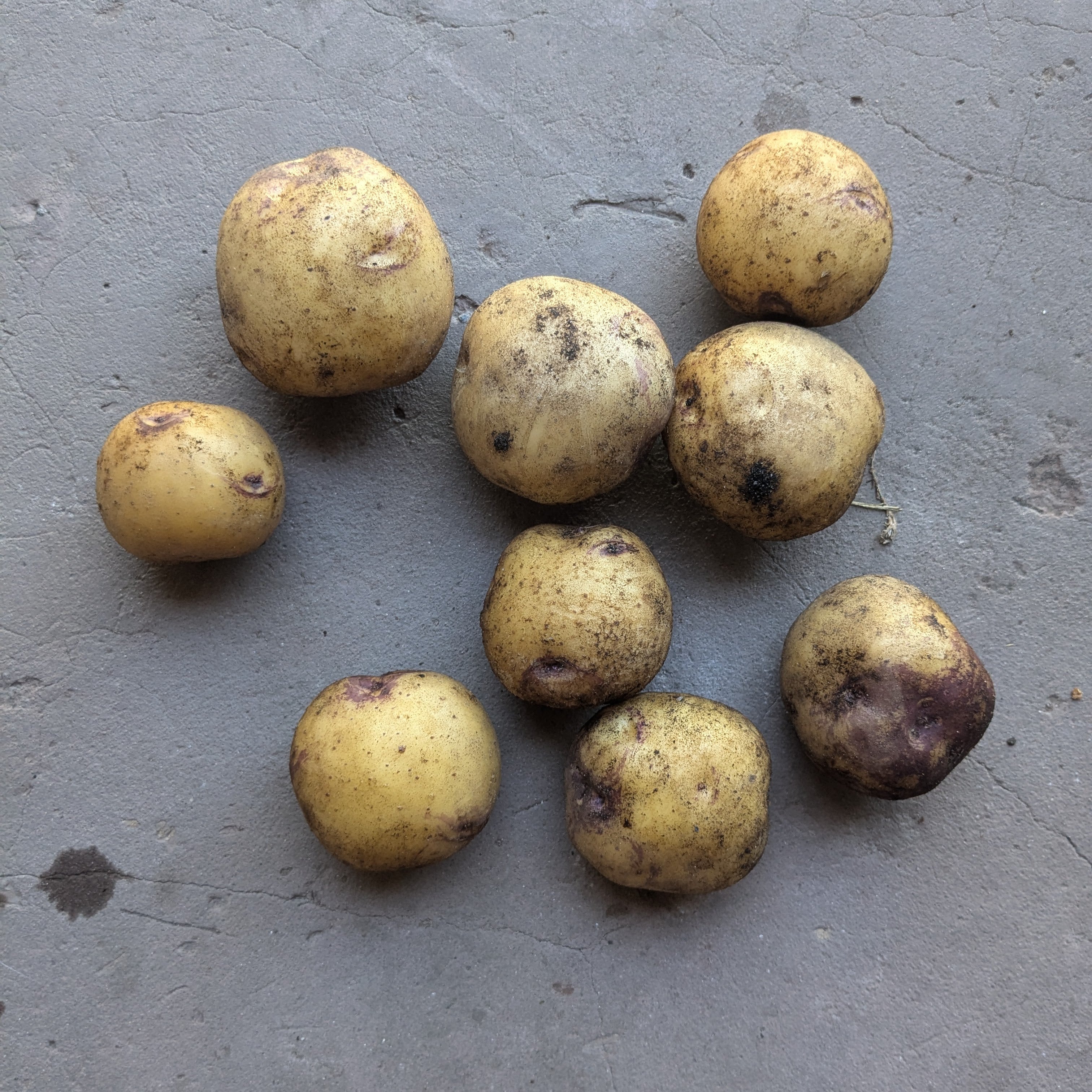 161 potato 500g