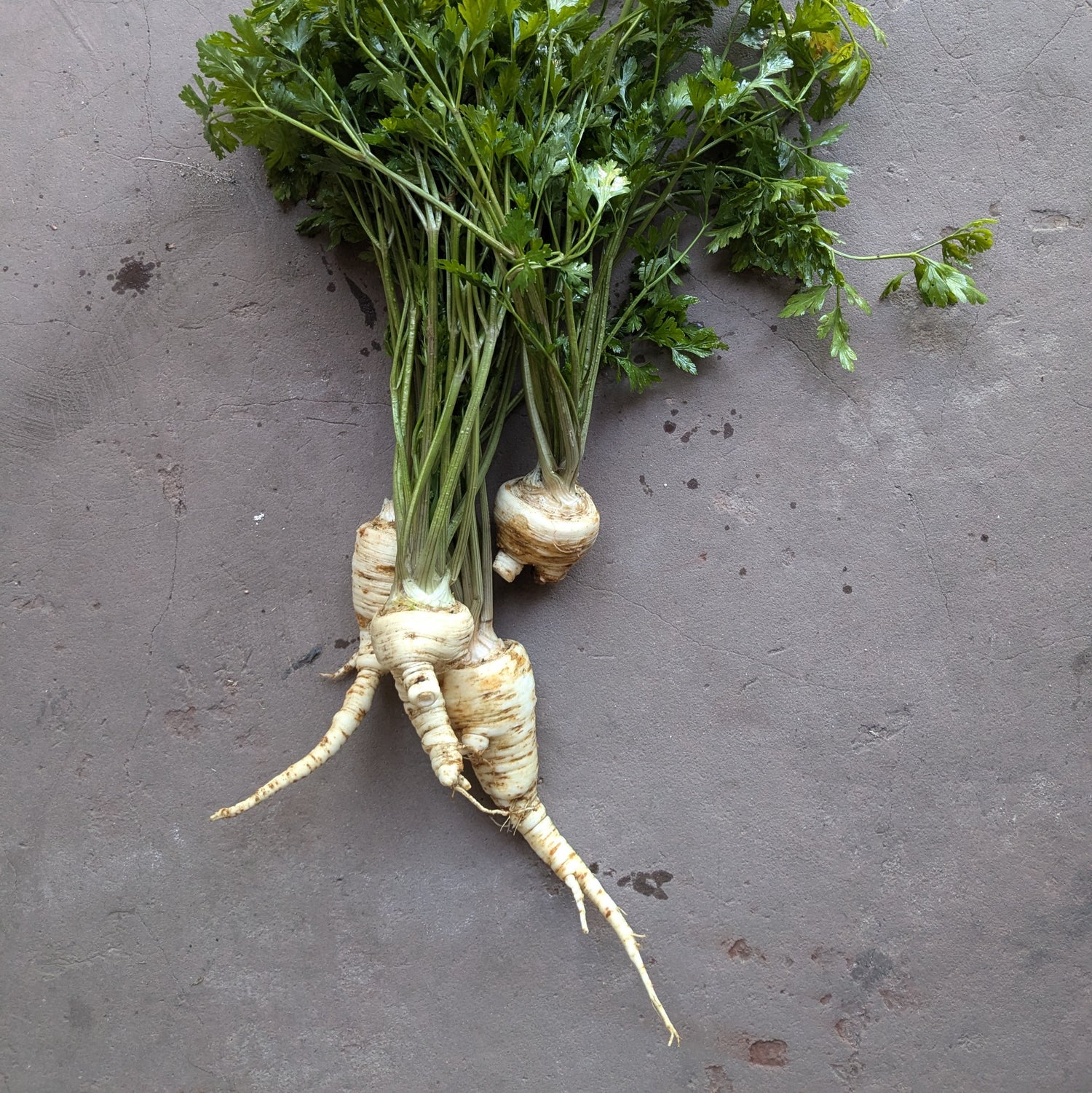 Arat parsley root 300g
