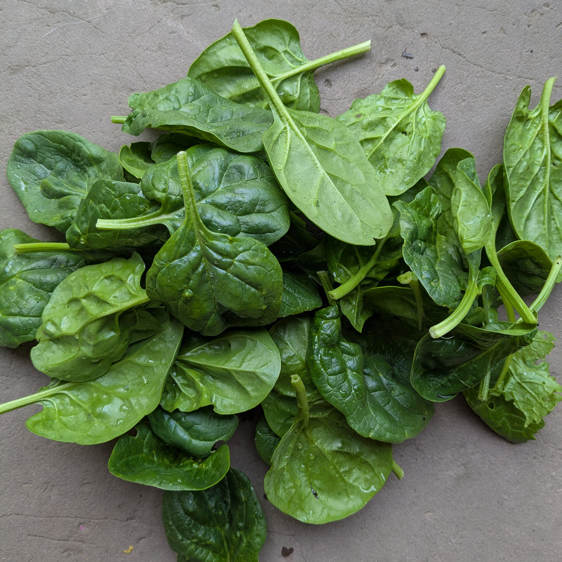 Seaside baby spinach (200g)