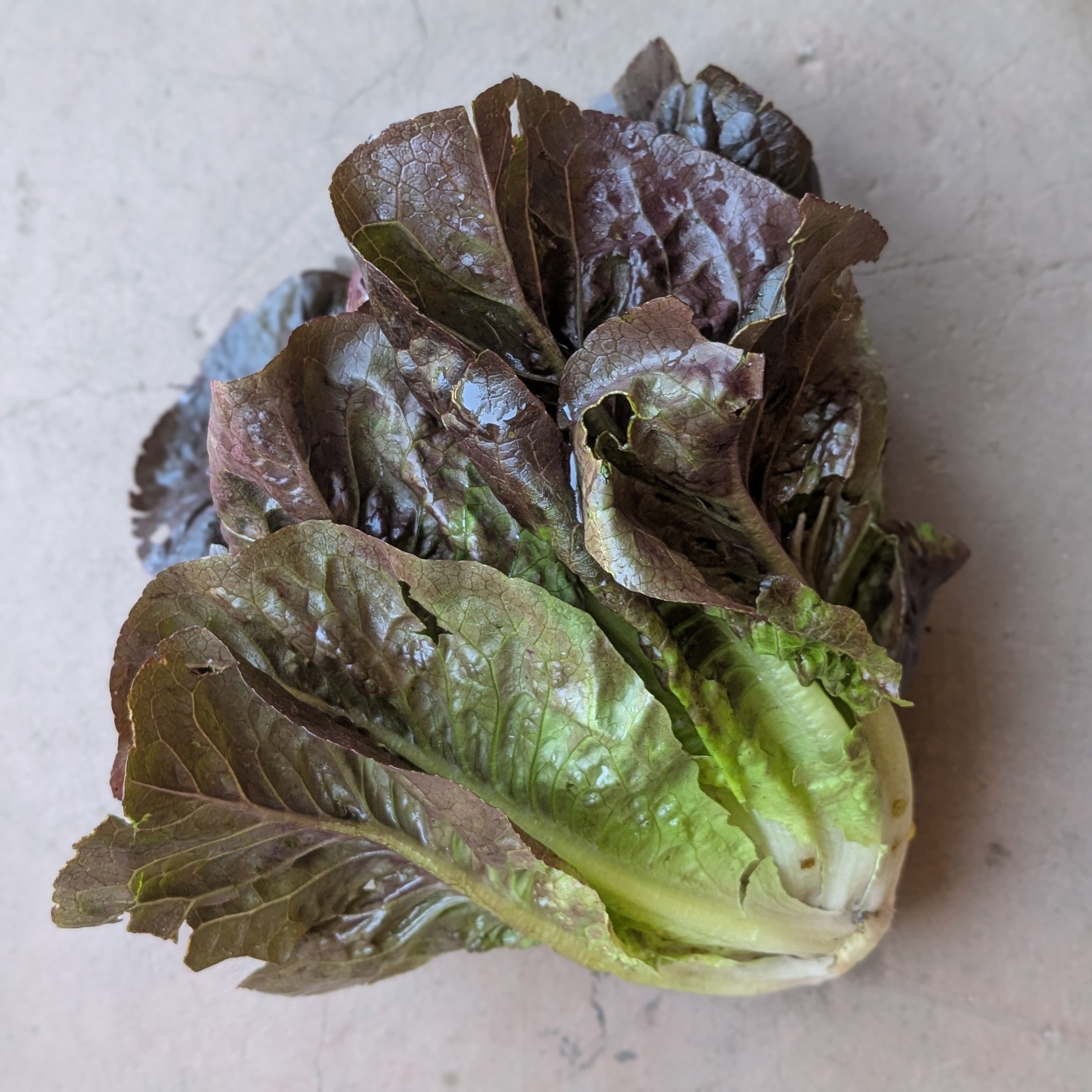 Breen lettuce (1pc)