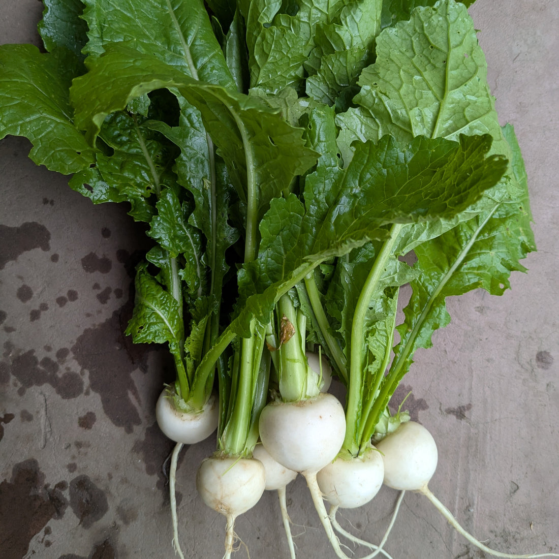 Hakurei Turnips 200g