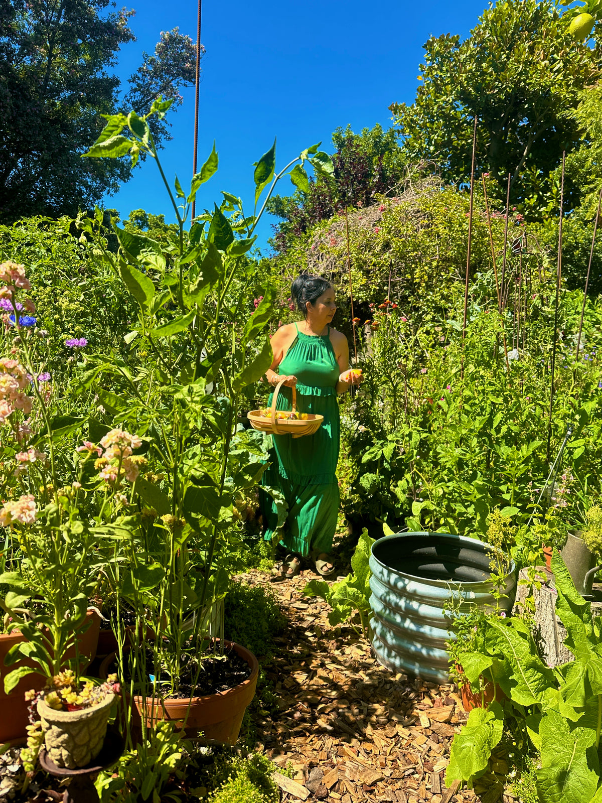 Open Day Suburban Home Gardening Workshop | 17 October | 9:30am