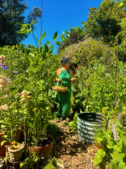 Open Day Suburban Home Gardening Workshop | 17 October | 9:30am