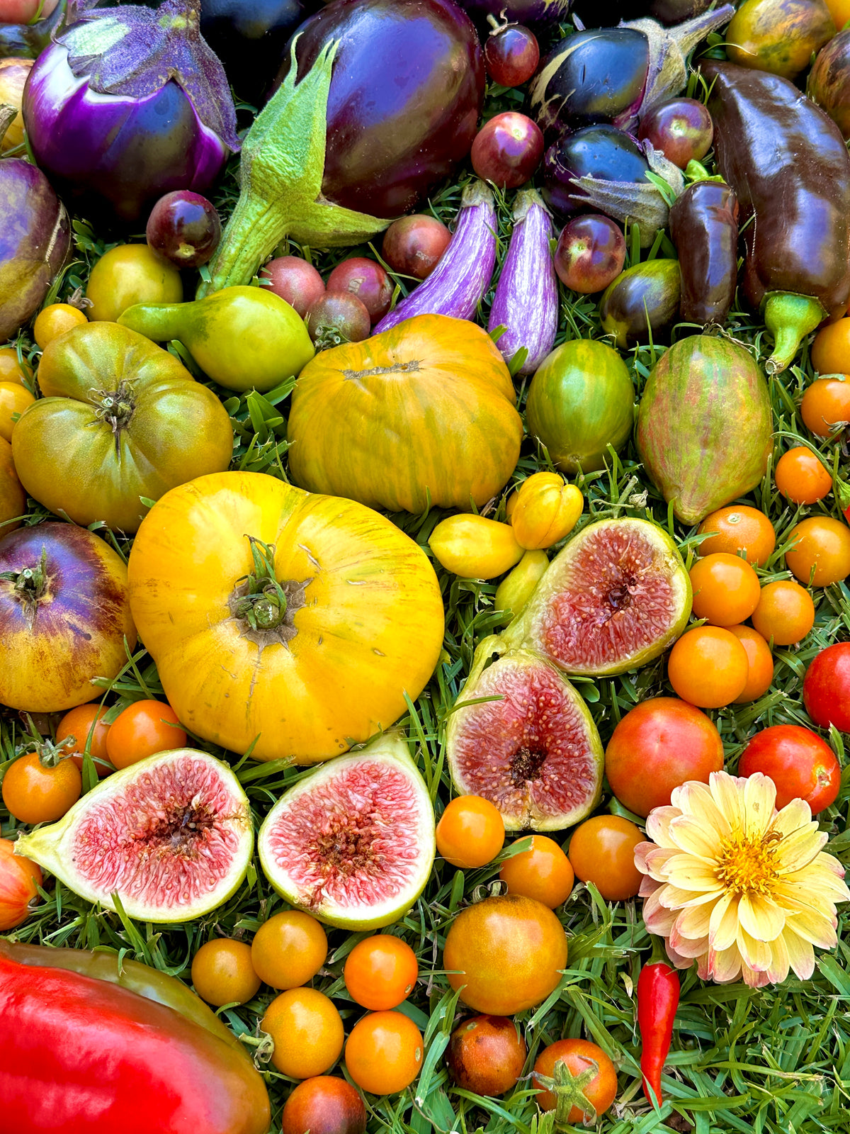 Open Day Suburban Home Gardening Workshop | 17 October | 9:30am