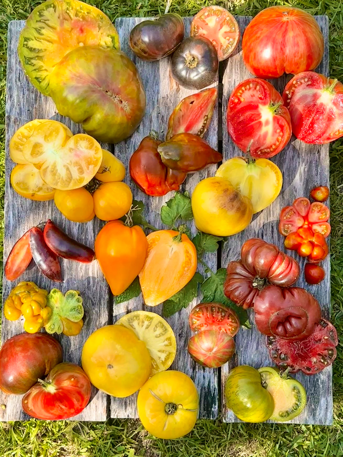 Open Day Suburban Home Gardening Workshop | 17 October | 9:30am