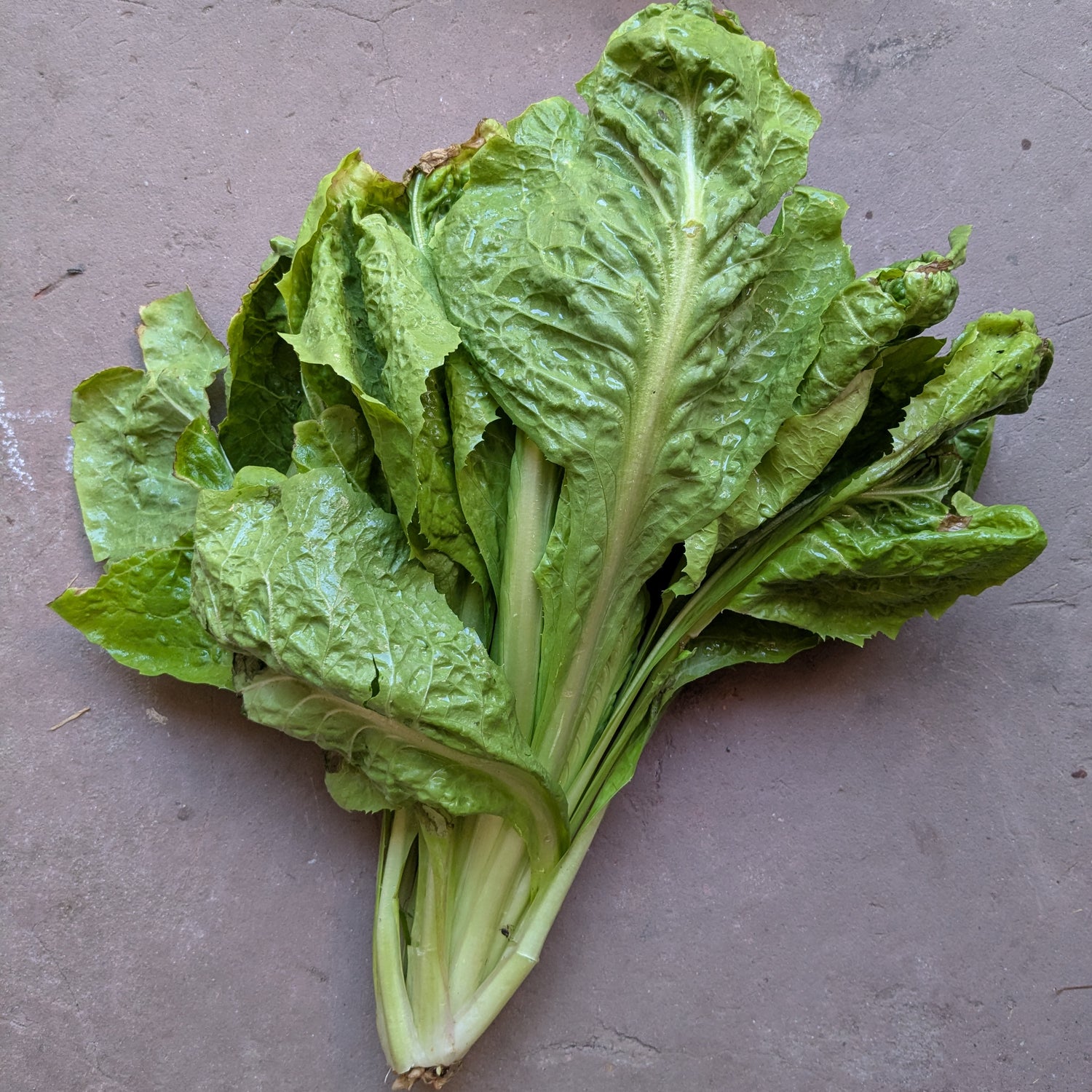 Mixed Italian radicchio (1 PC)