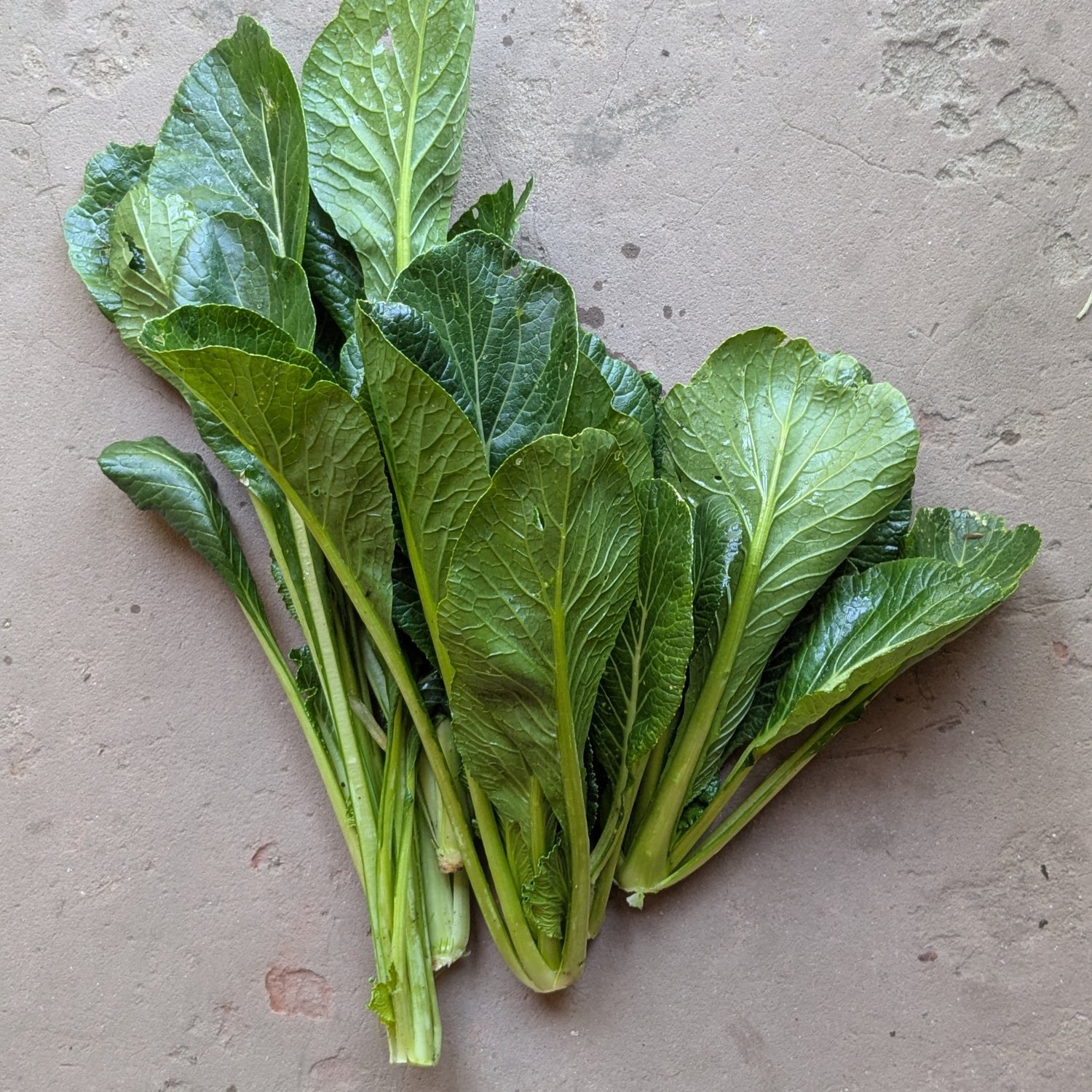 Green River Komatsuna (200g)