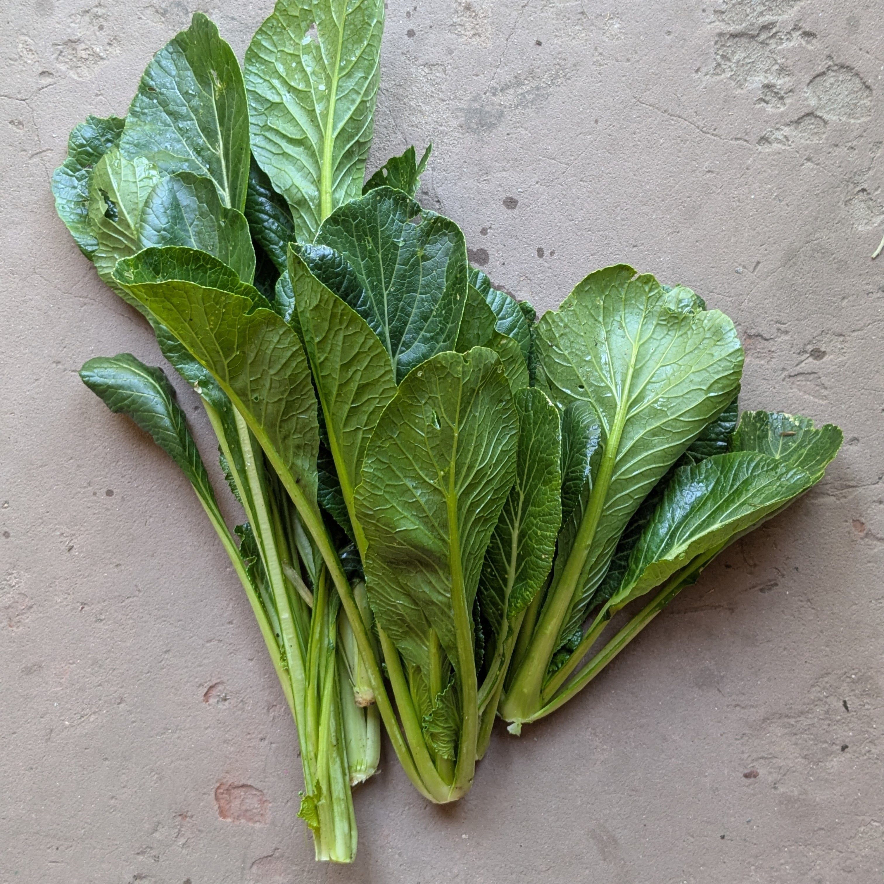 Green River Komatsuna (200g)