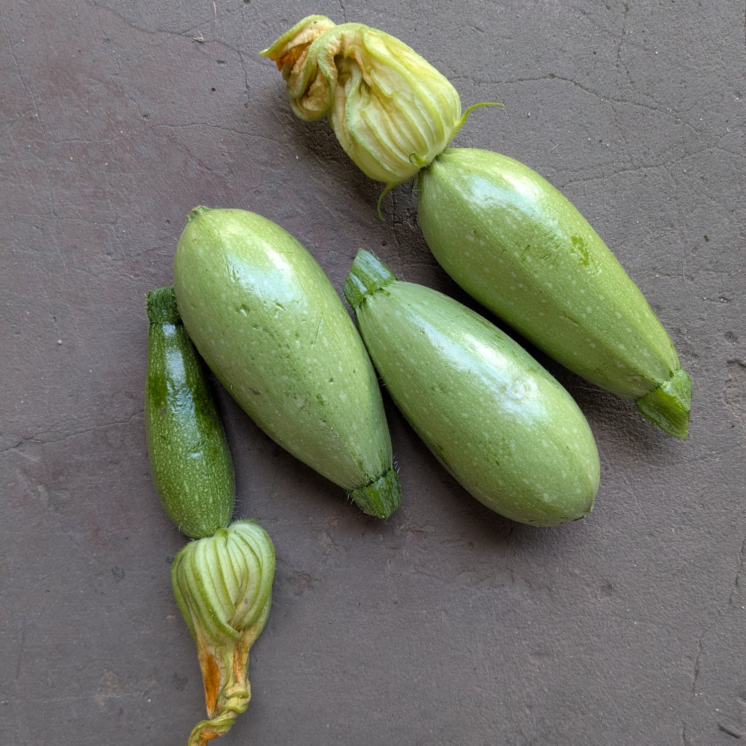 Magda summer squash (400g)