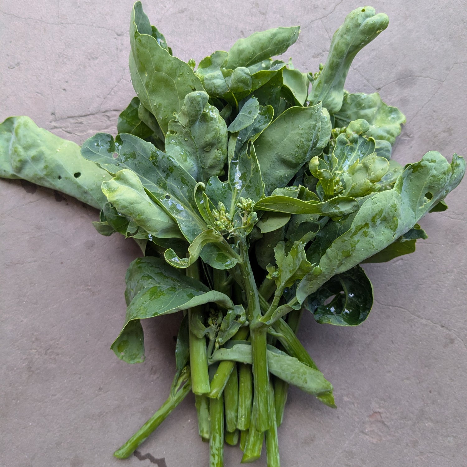 Melody sprouting brocolli 150g