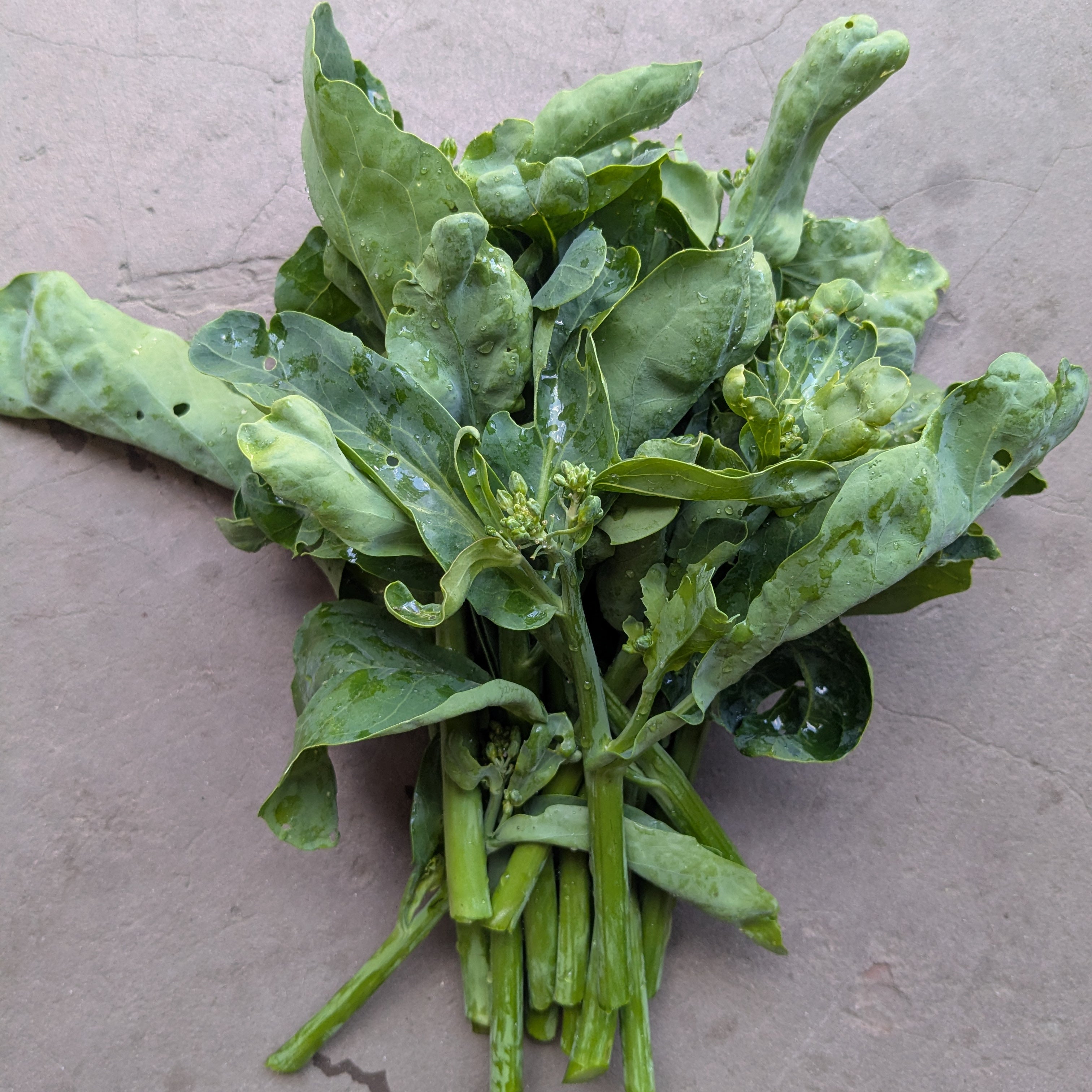 Melody sprouting brocolli 150g