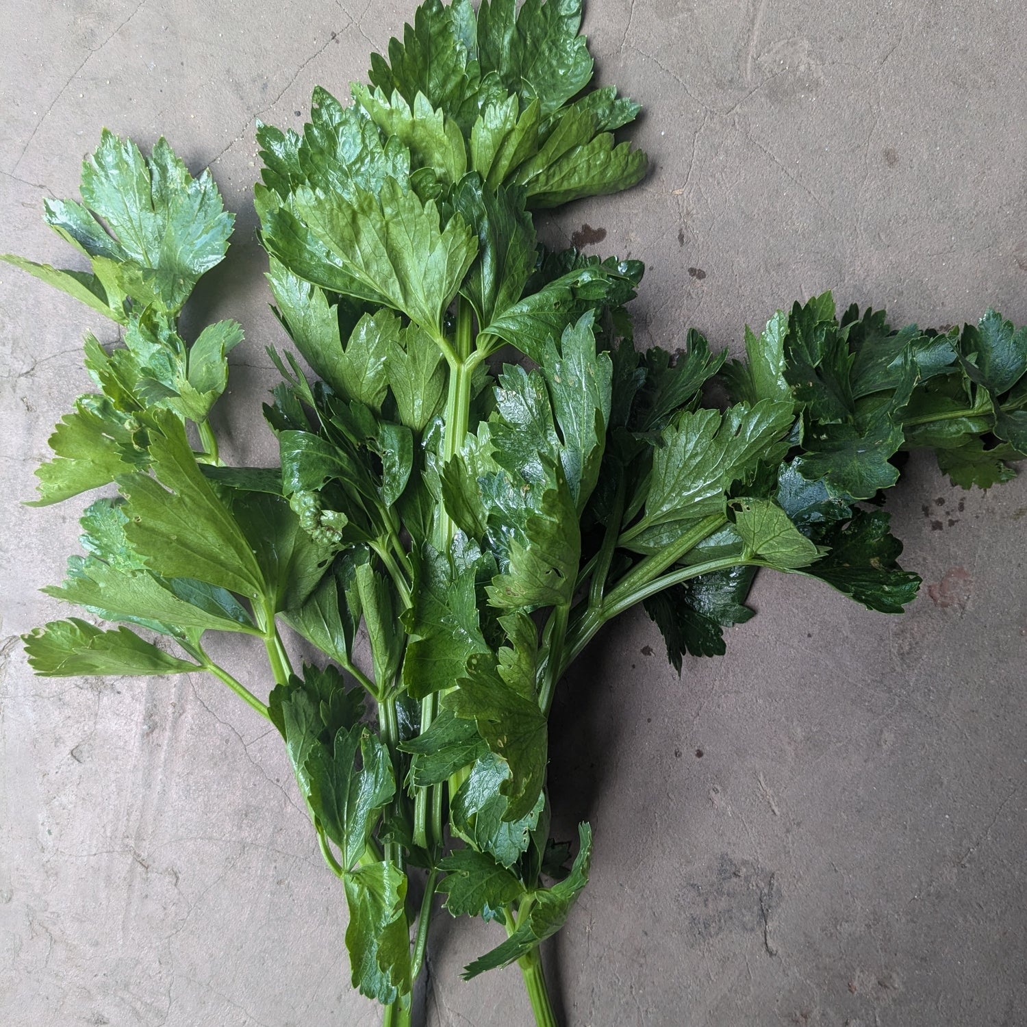 Nan Ling cutting celery 50g