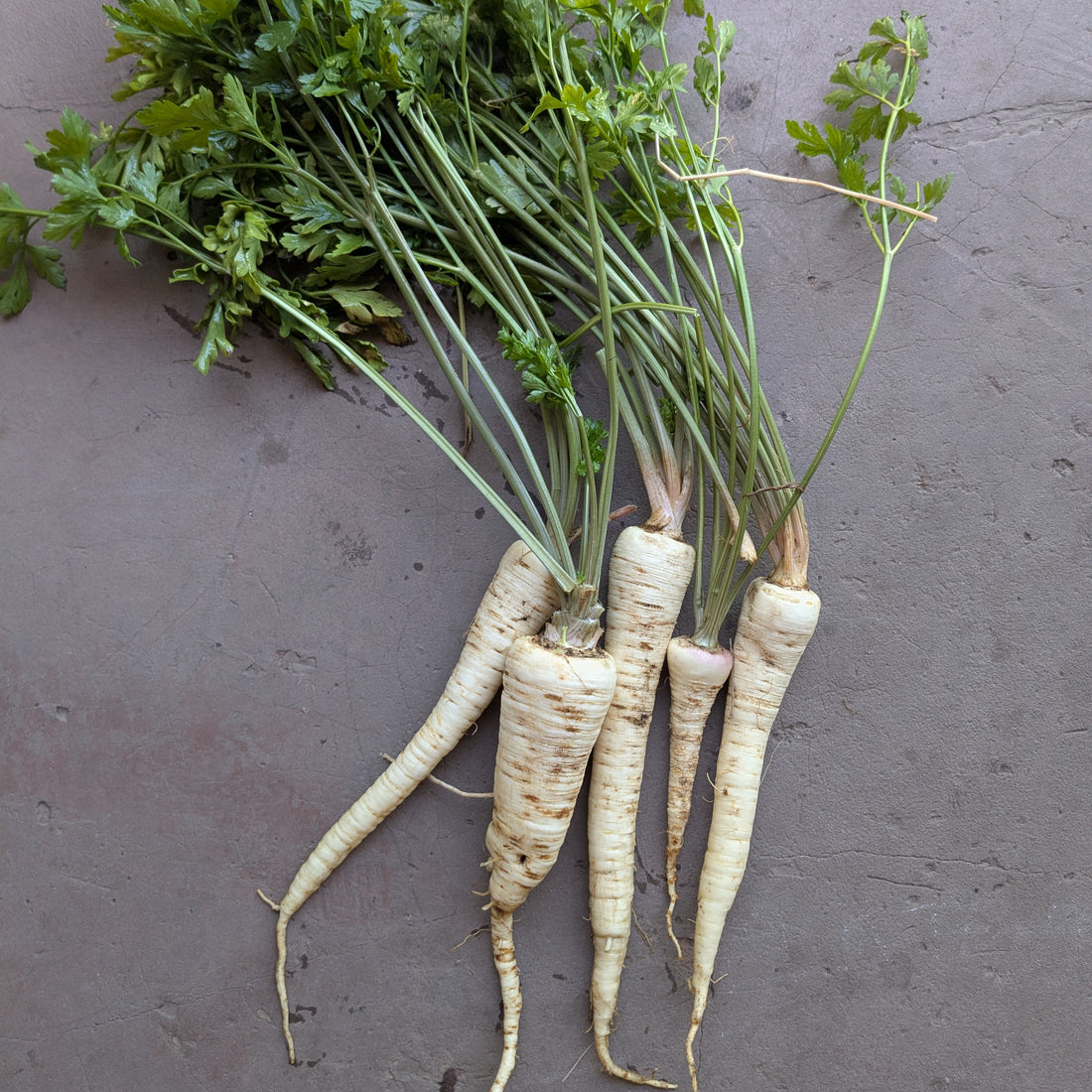 Arat parsley root 300g