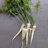 Arat parsley root 300g