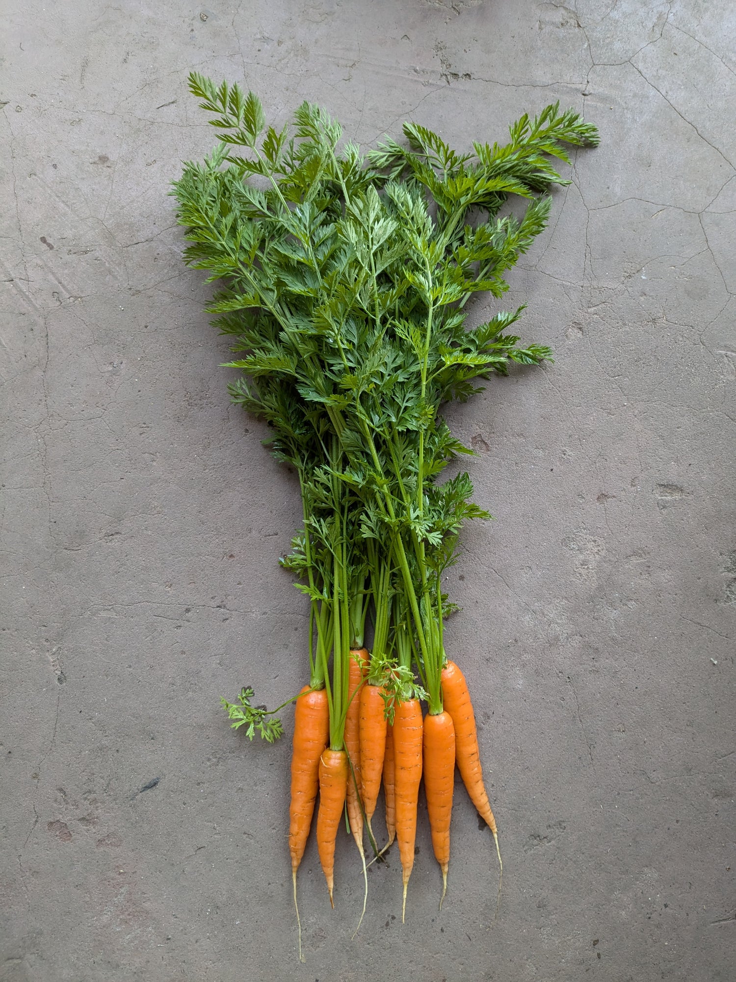 Romance carrots 500g