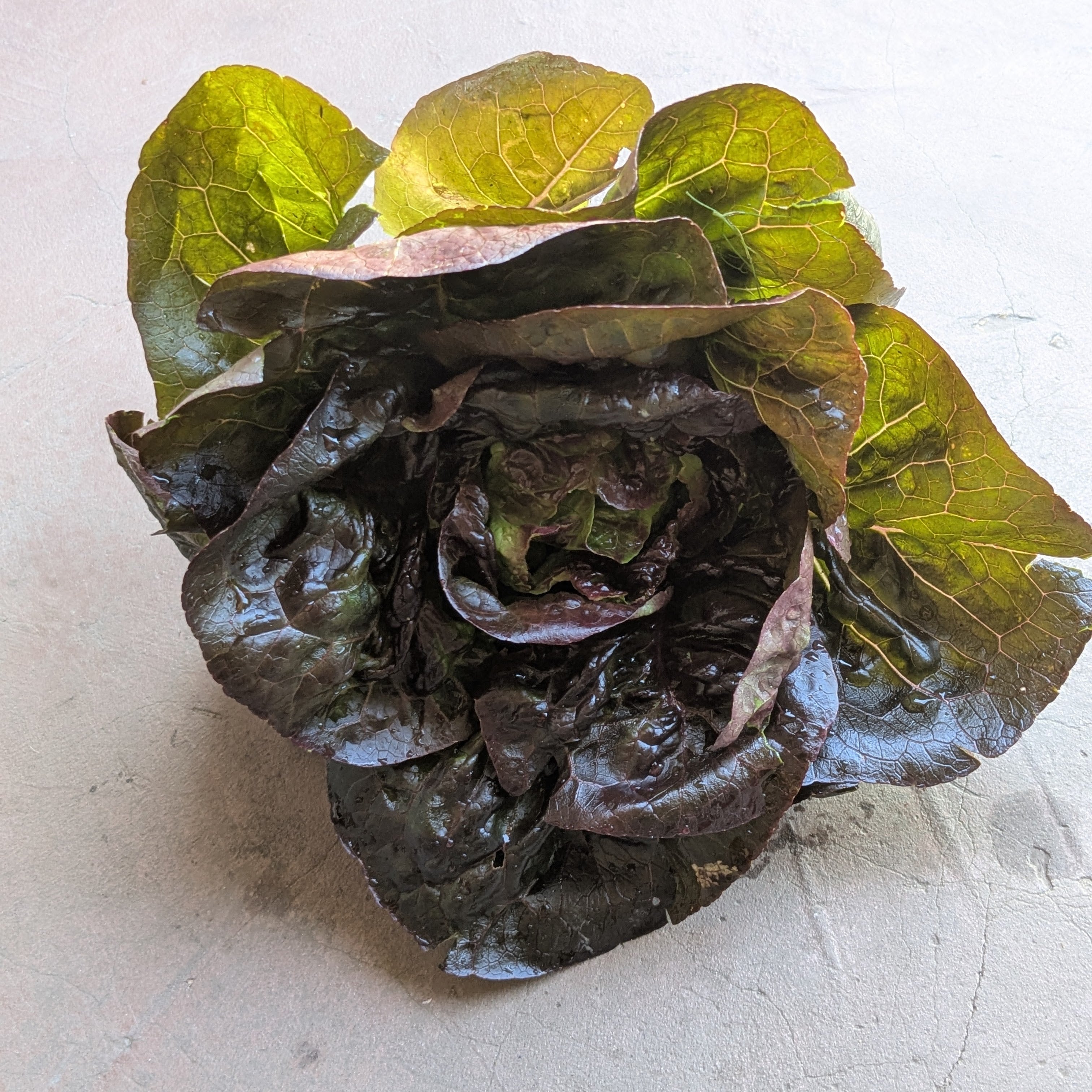 Rosaine lettuce (1pc)