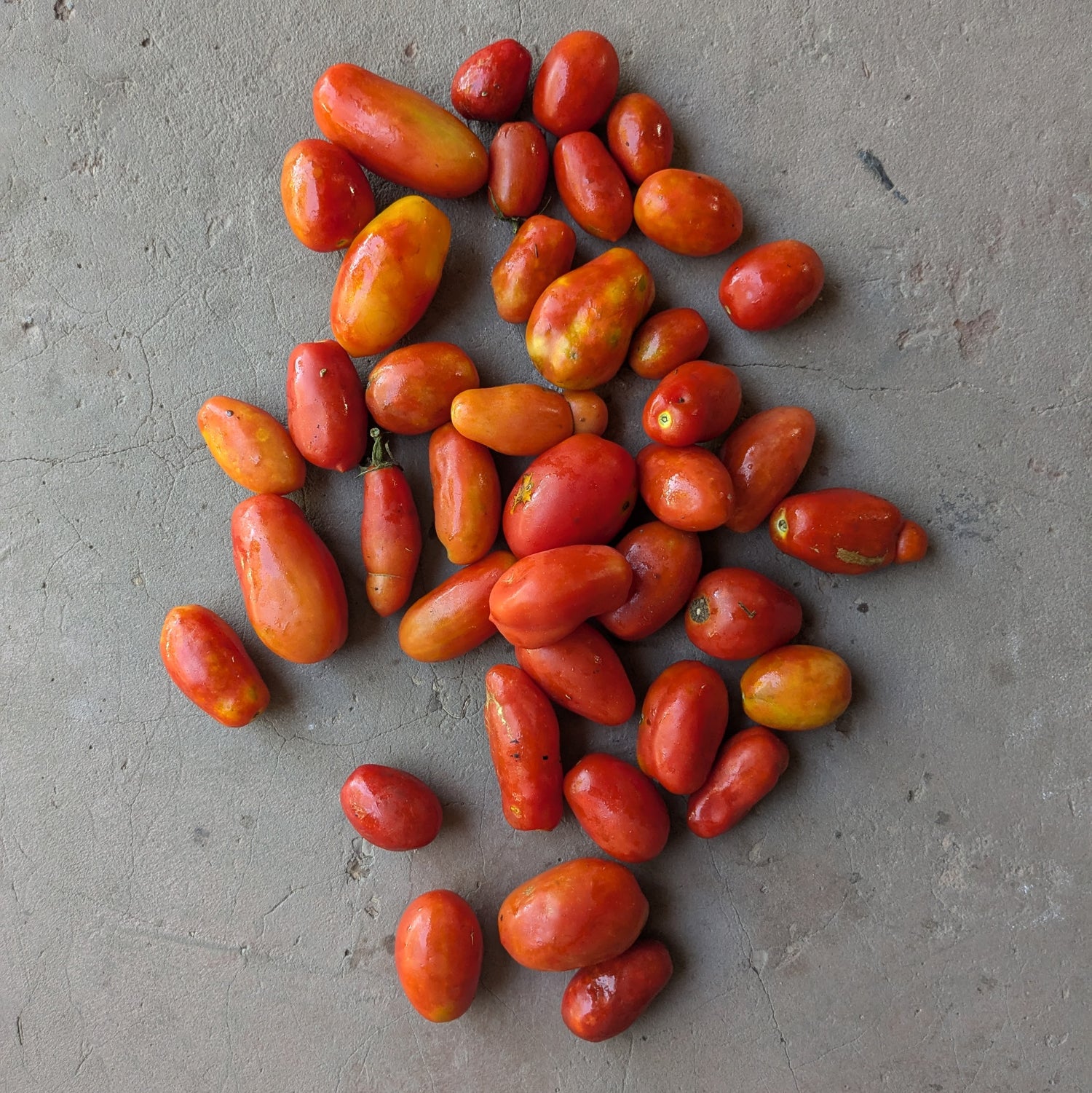 San Marzano saucing tomatoes 1kg