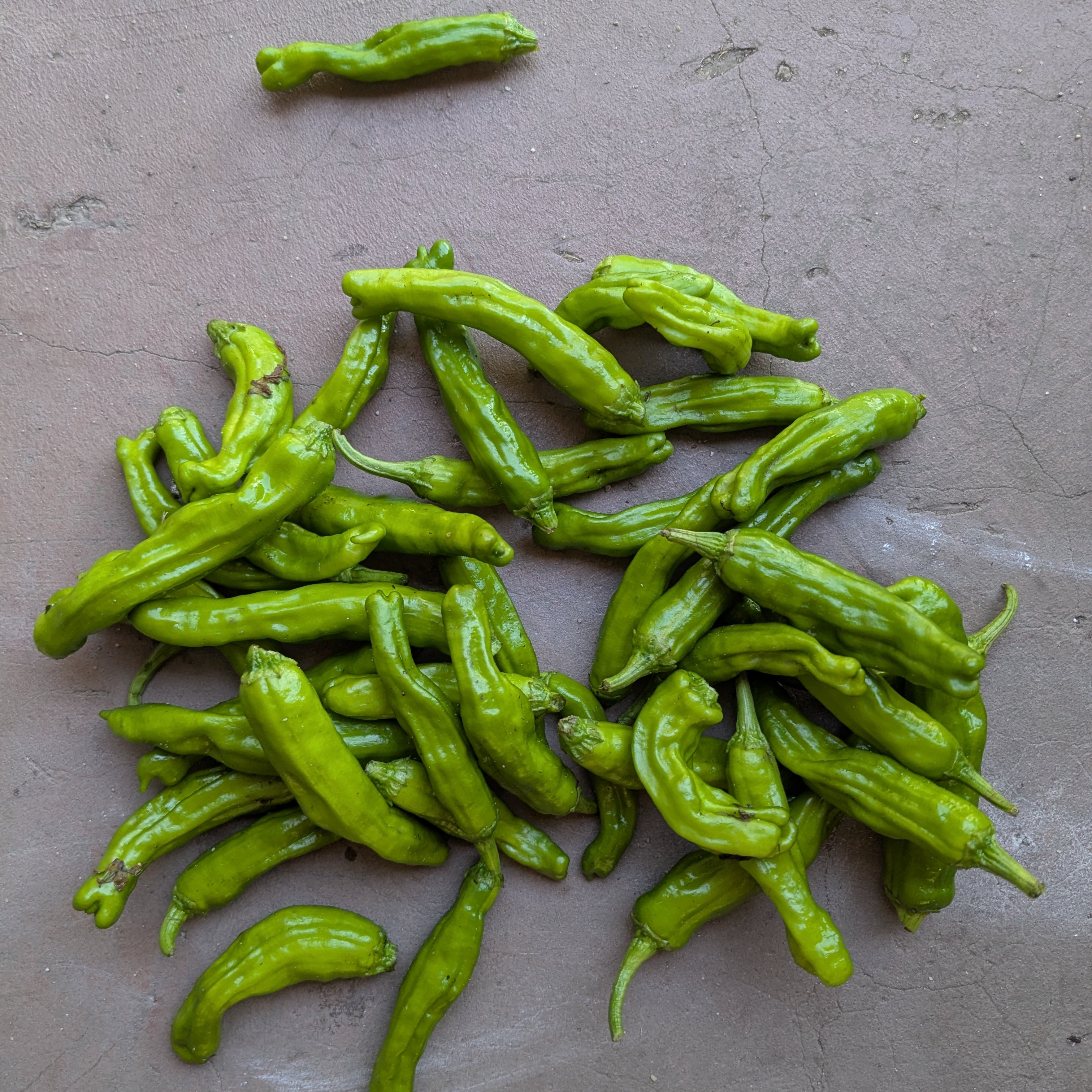 Shishito pepper 150g