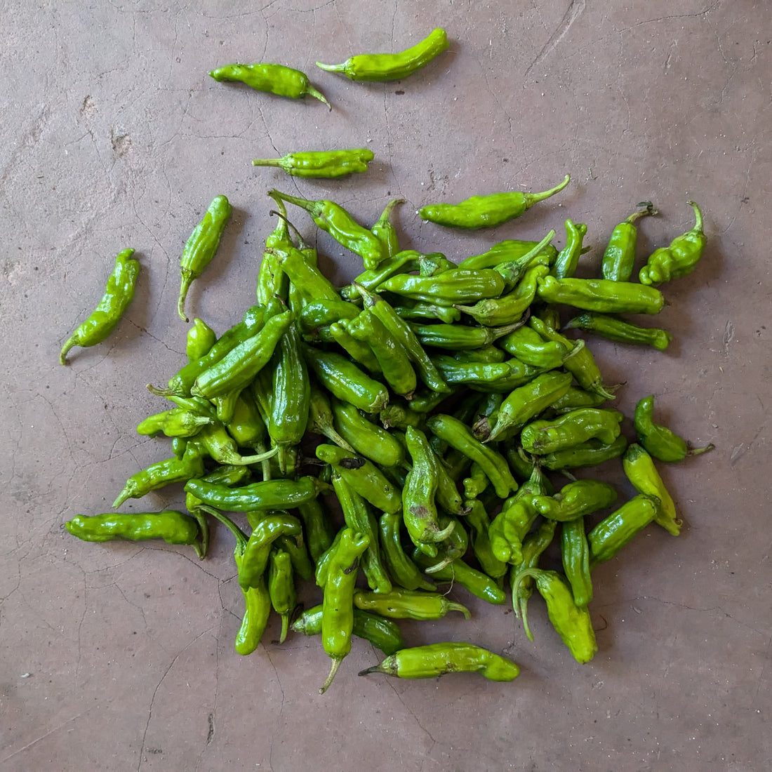 Shishito pepper 300g